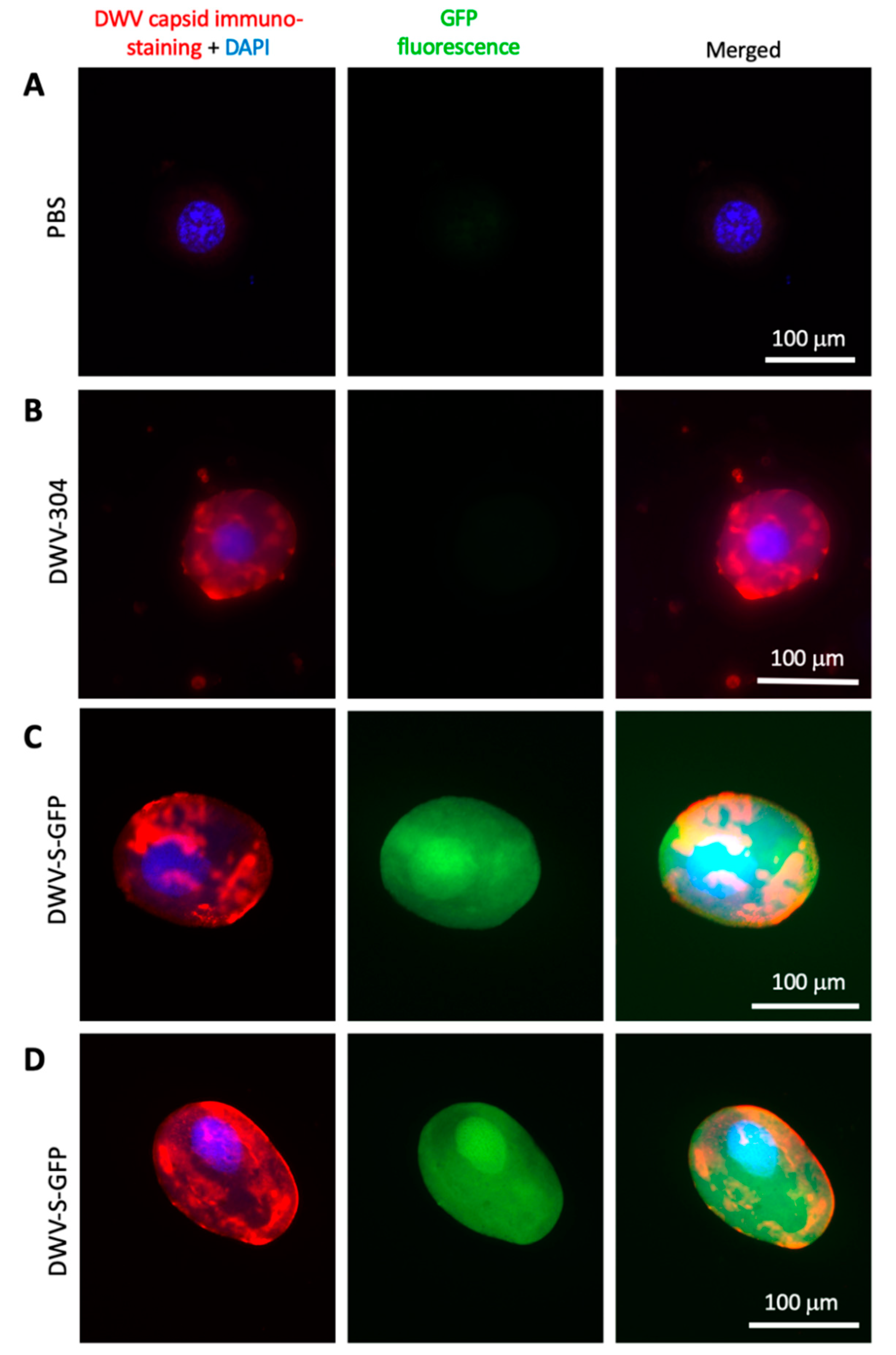 Viruses 12 00374 g006