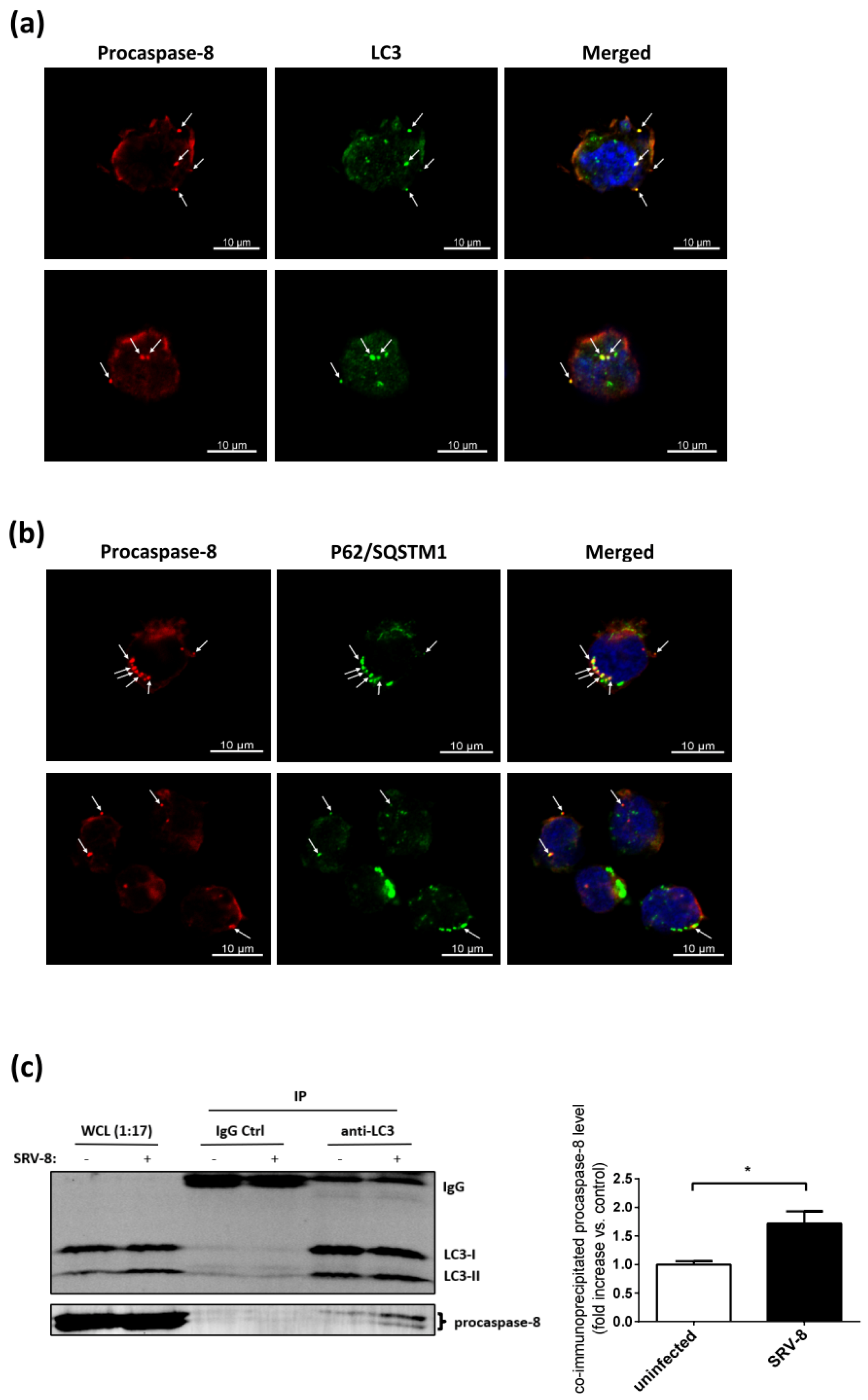 Viruses 12 00381 g007 Viruses 12 00381 g007