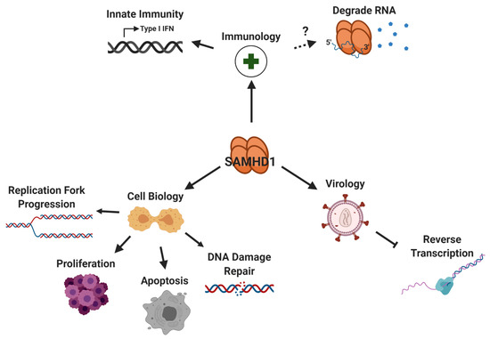 hpv vírus DNS vagy rna