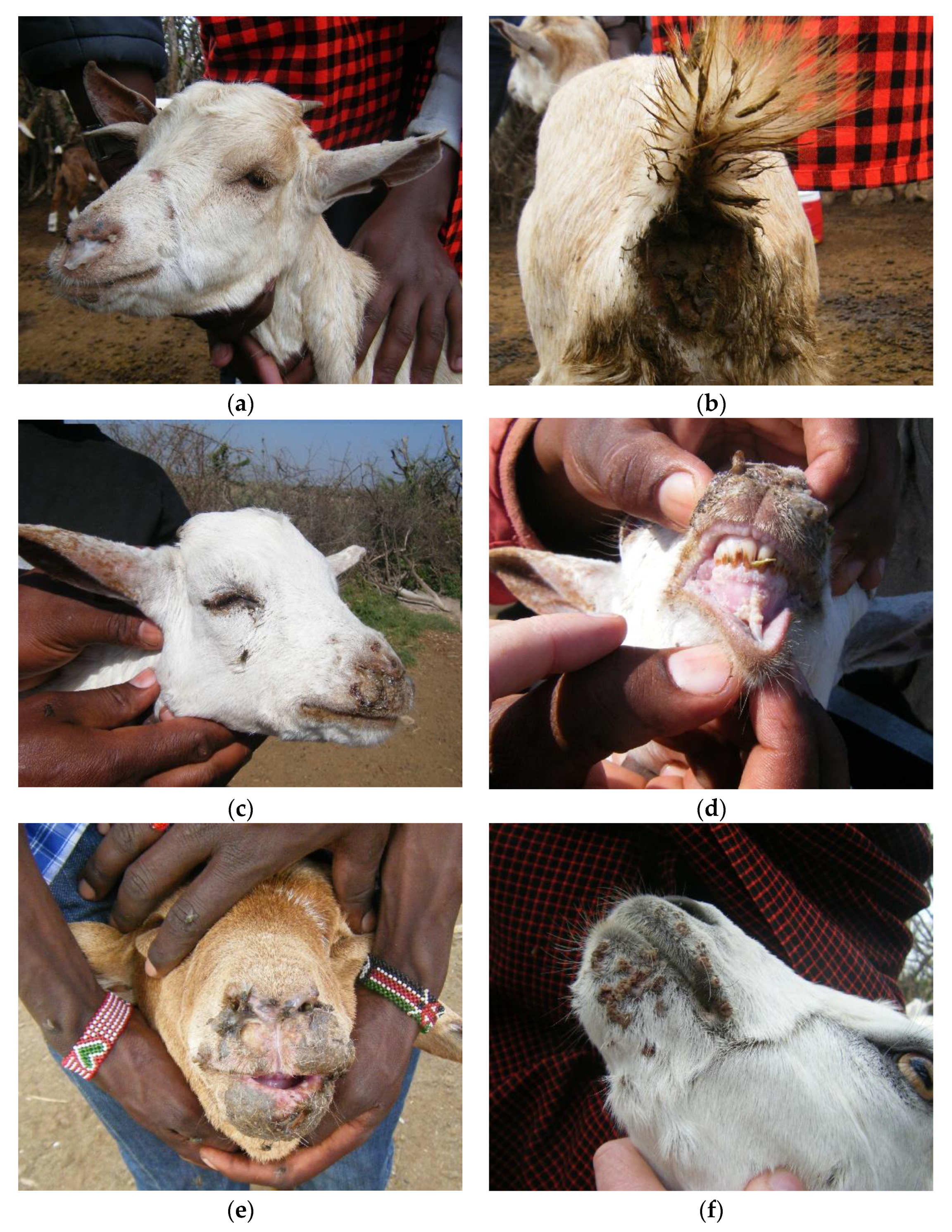 Viruses 12 00389 g003