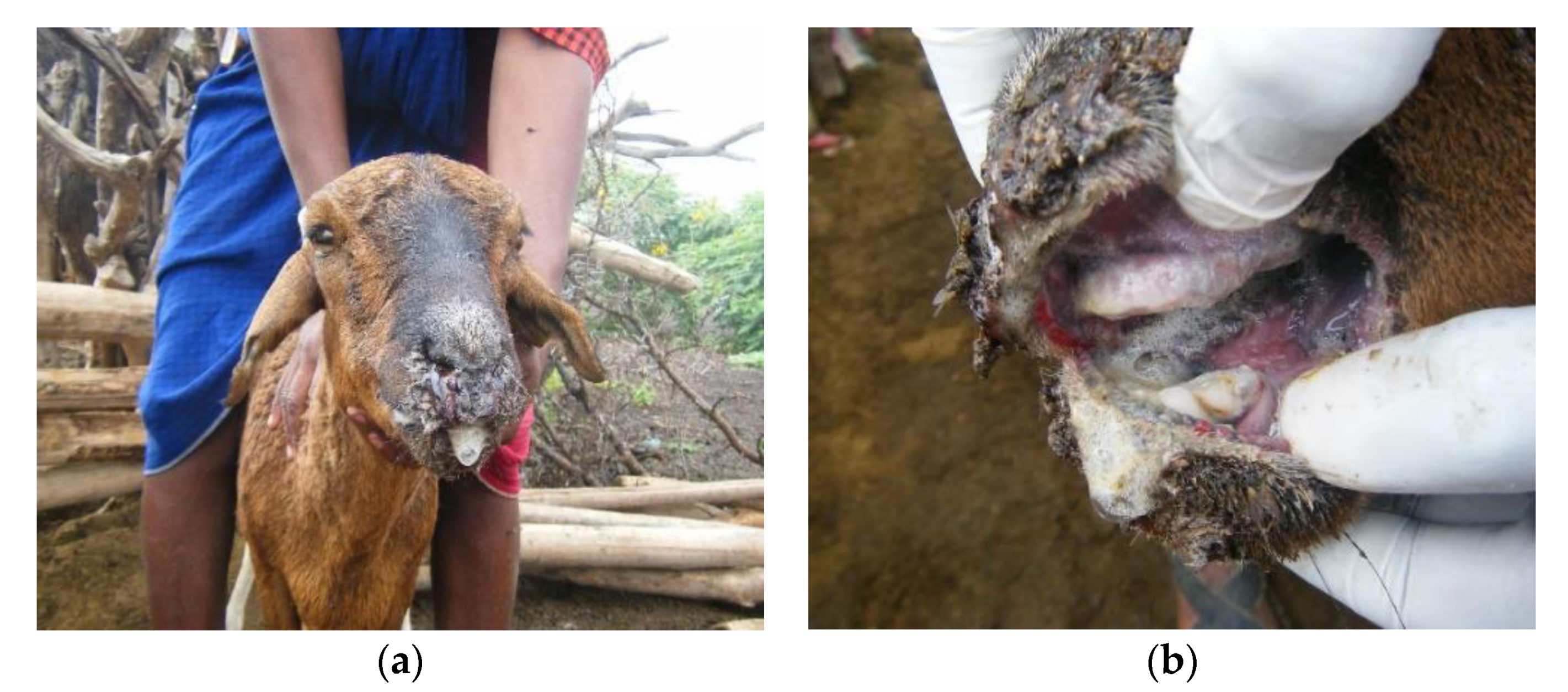 Viruses 12 00389 g006