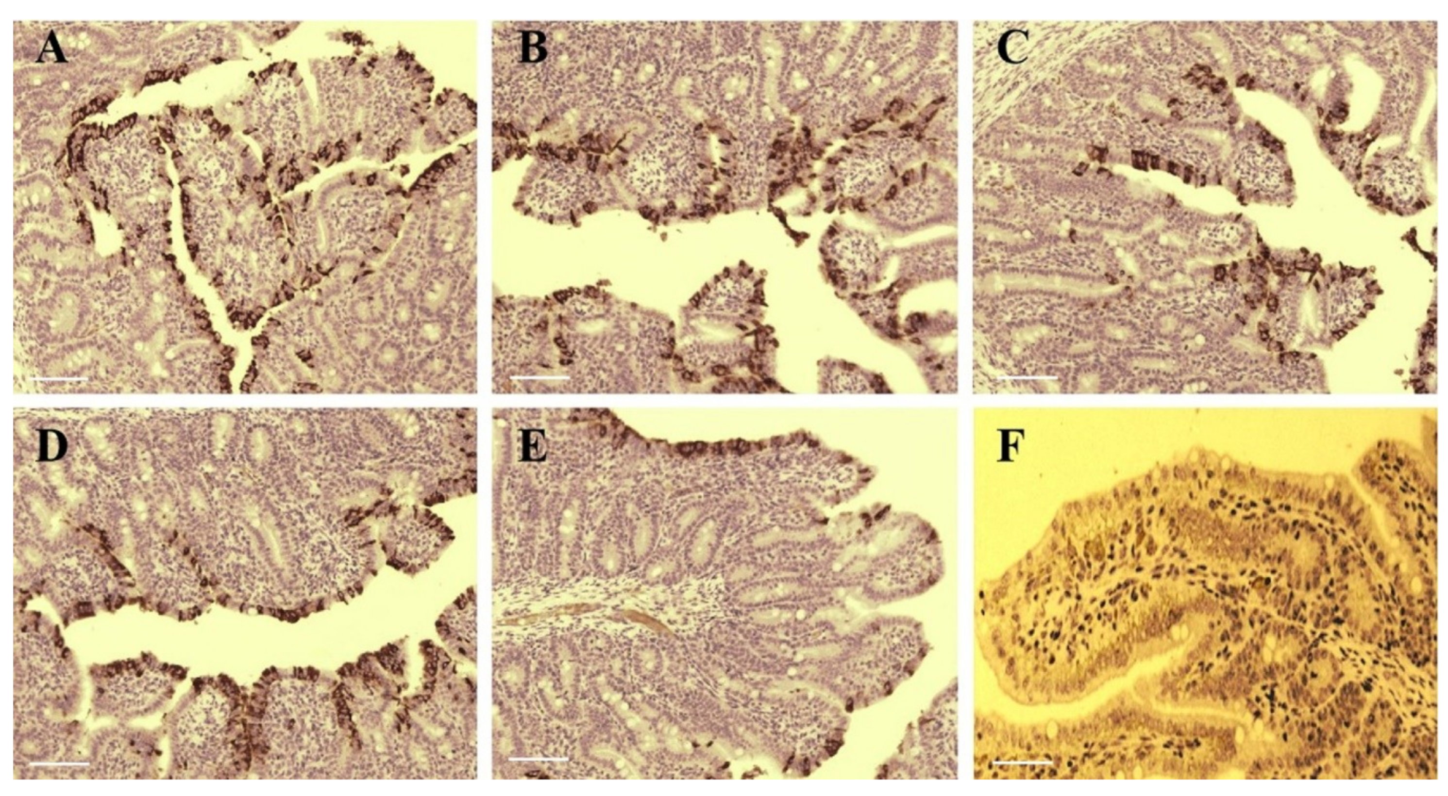 Viruses 12 00391 g006