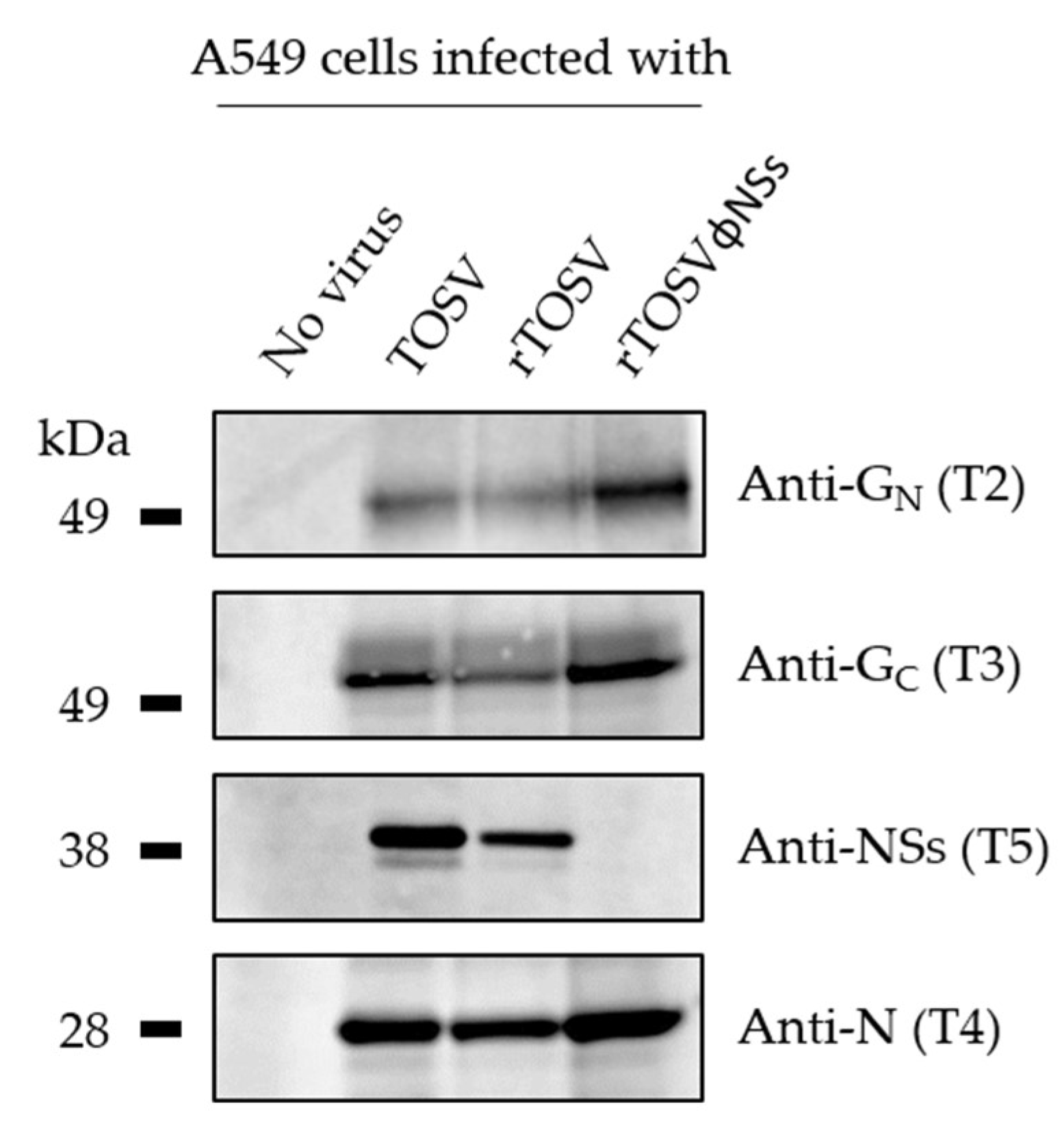 Viruses 12 00400 g005