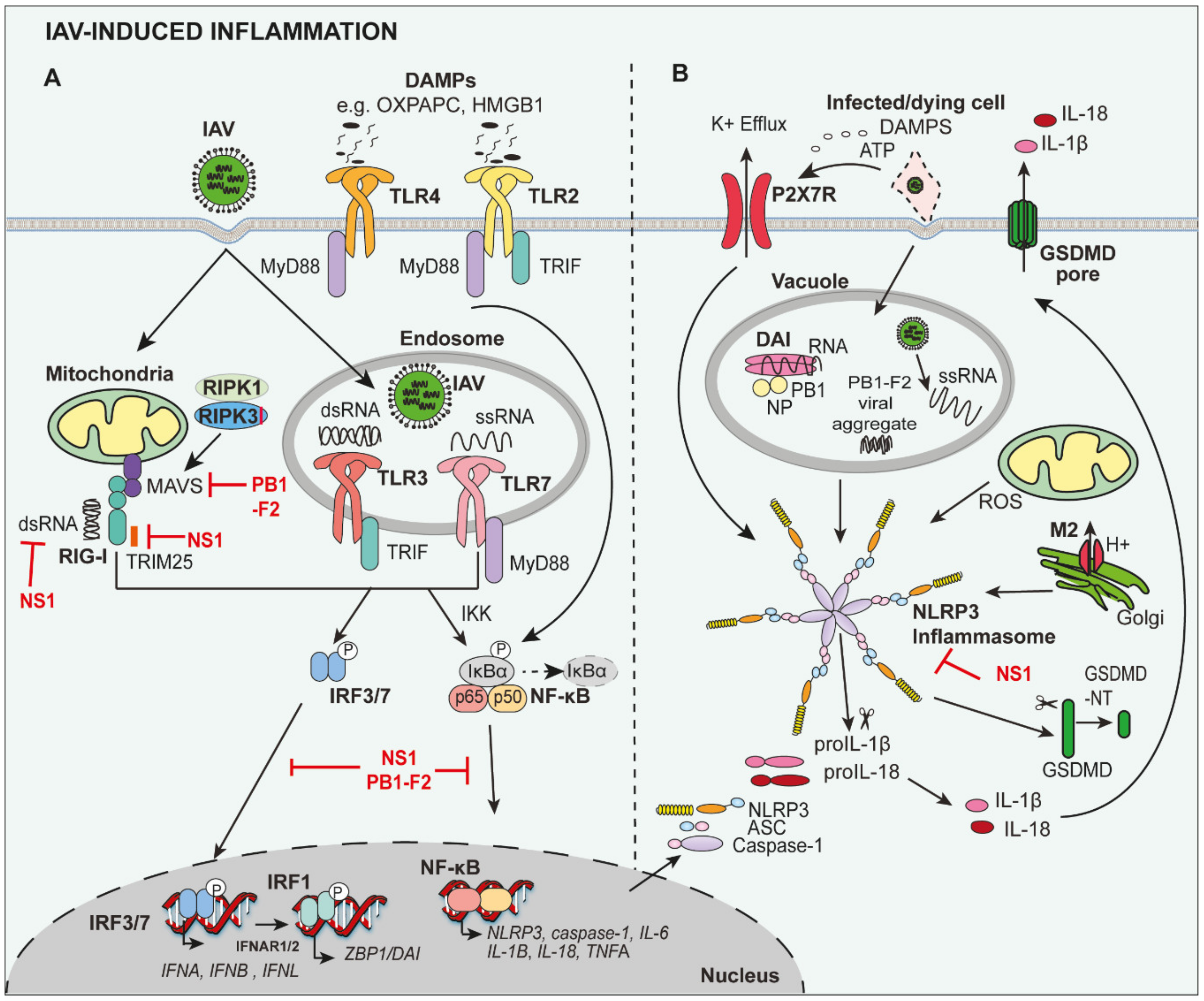 Viruses 12 00401 g001 Viruses 12 00401 g001