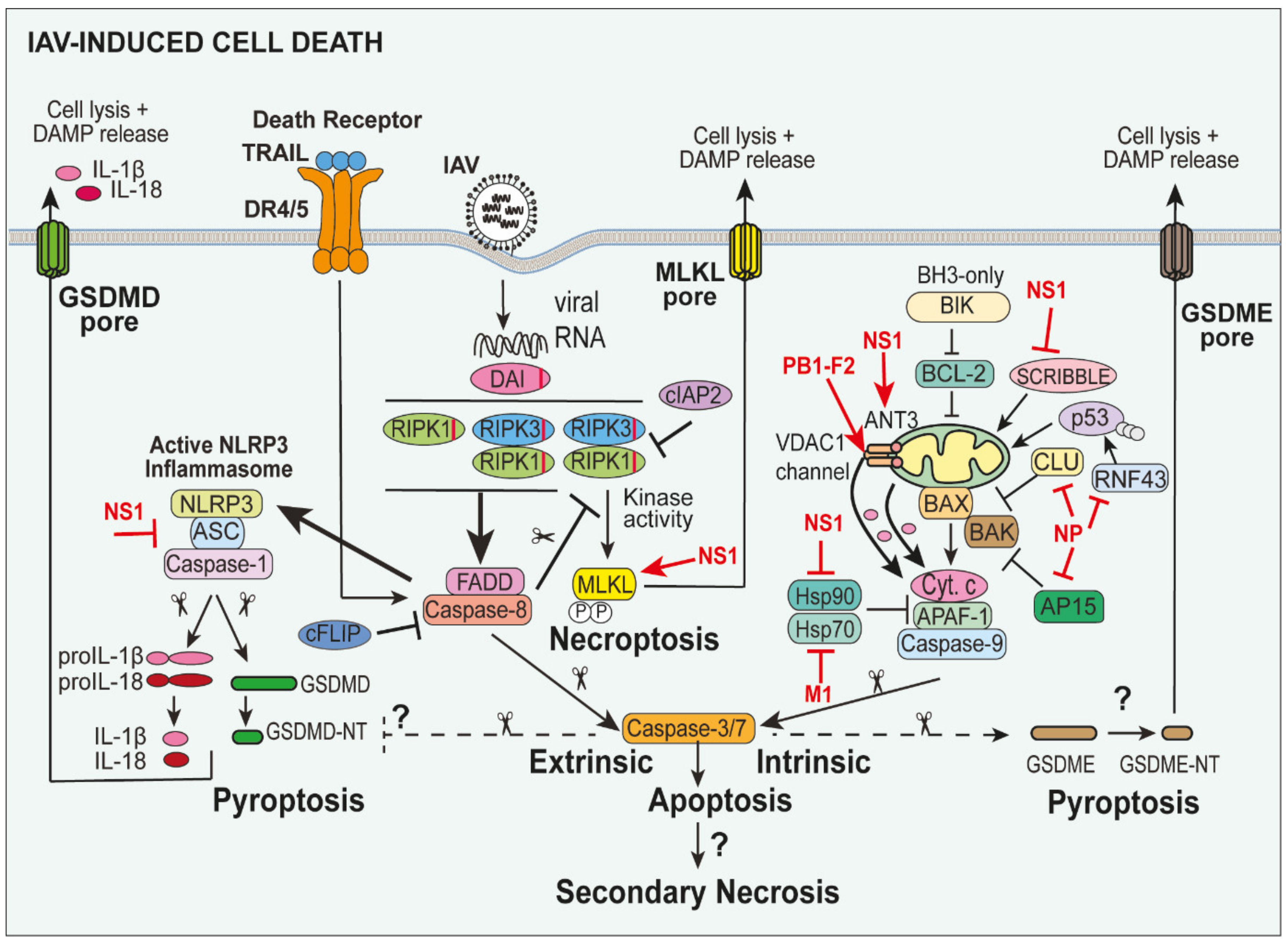 Viruses 12 00401 g002 Viruses 12 00401 g002
