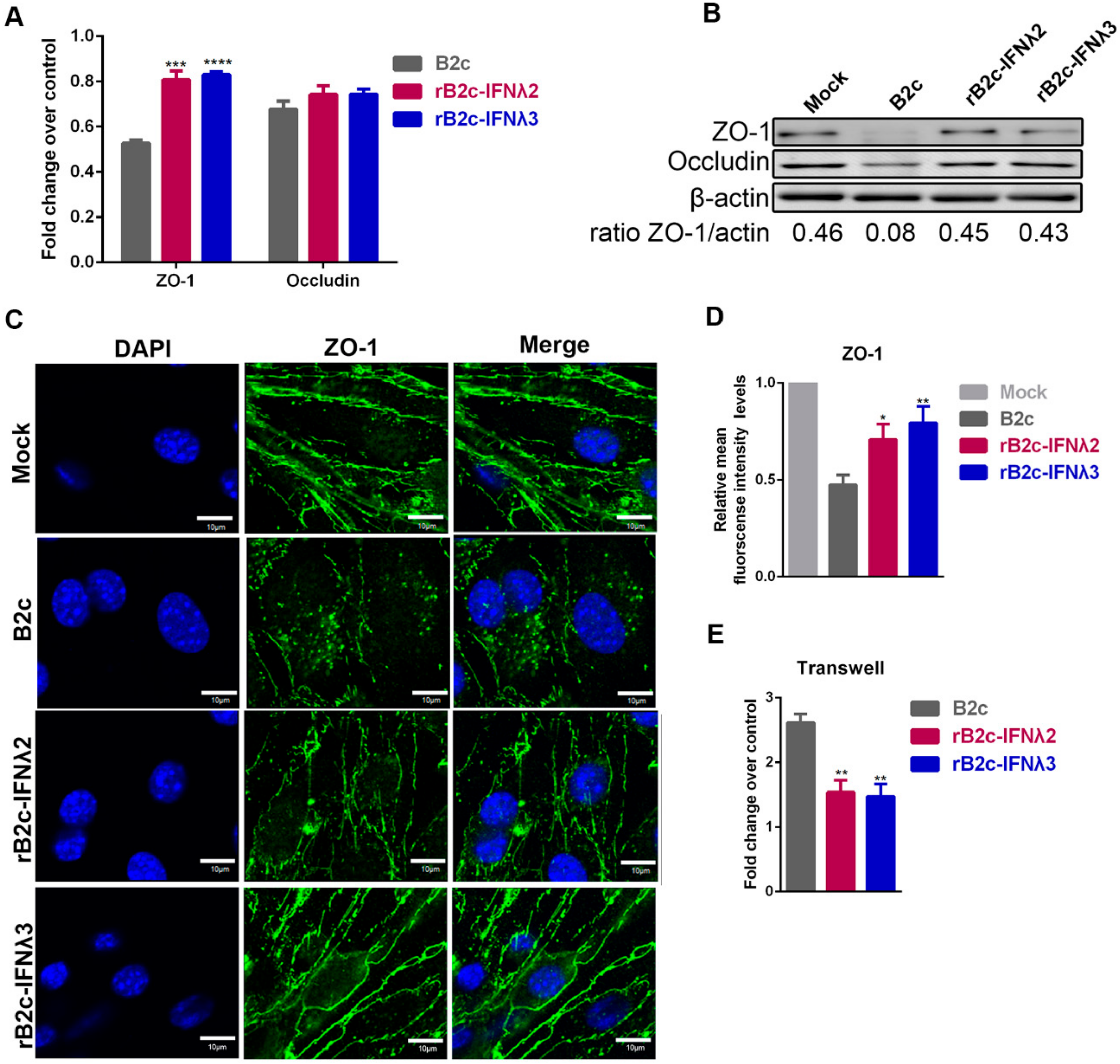 Viruses 12 00405 g008 Viruses 12 00405 g008