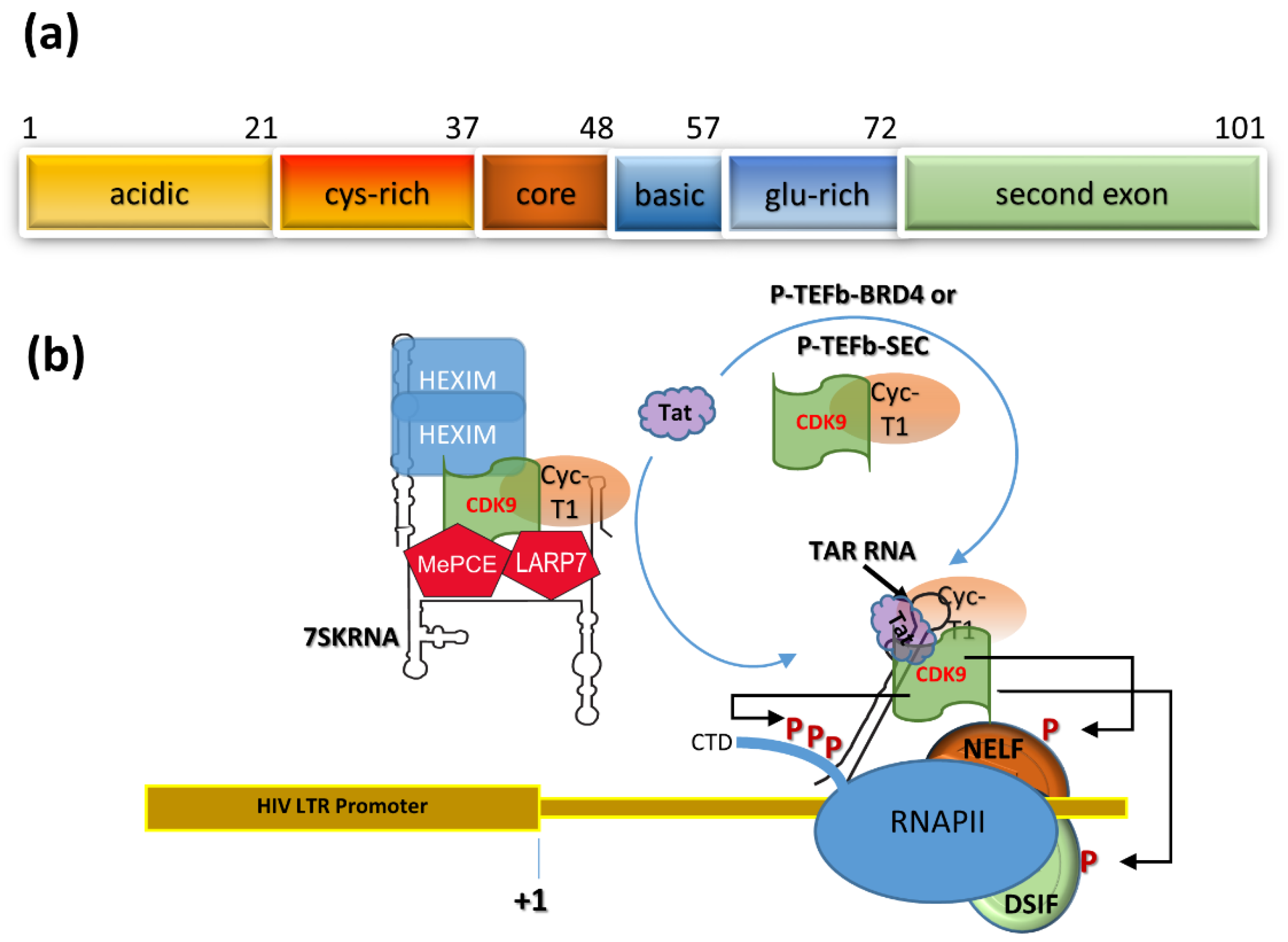 Viruses 12 00415 g001
