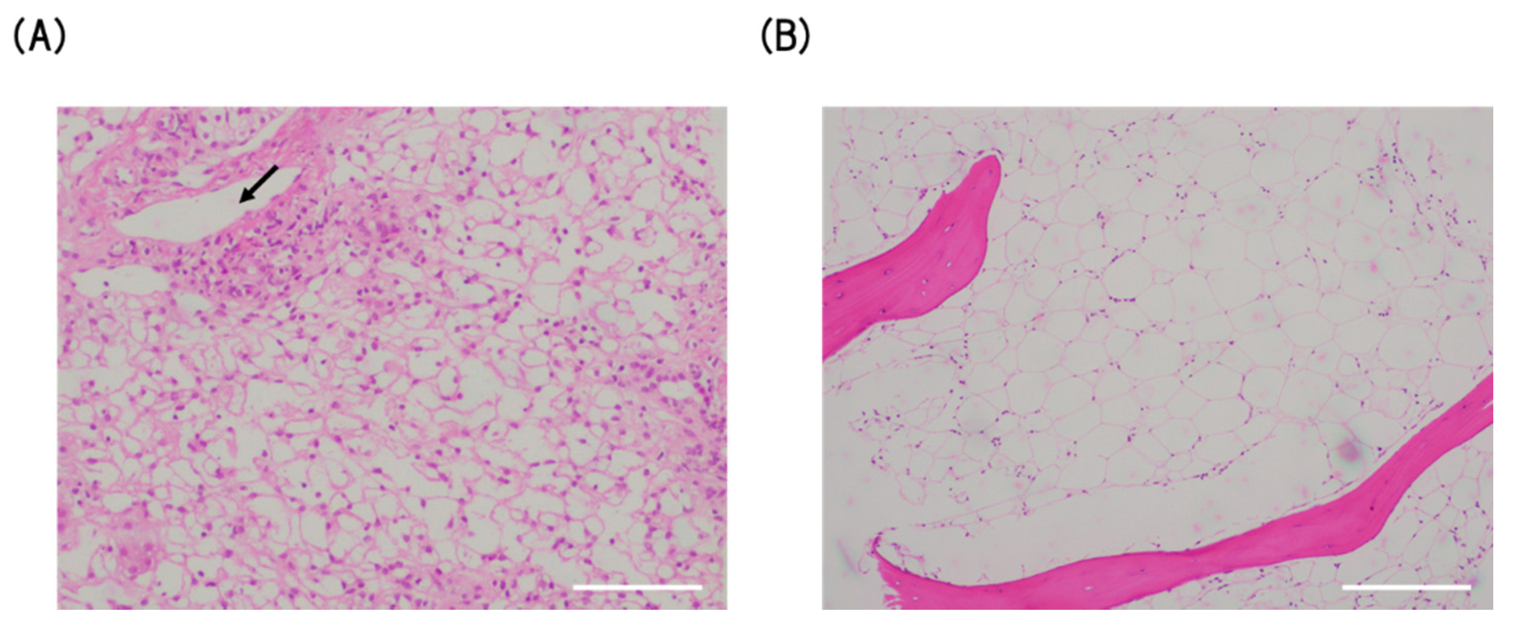 Viruses 12 00416 g001 Viruses 12 00416 g001