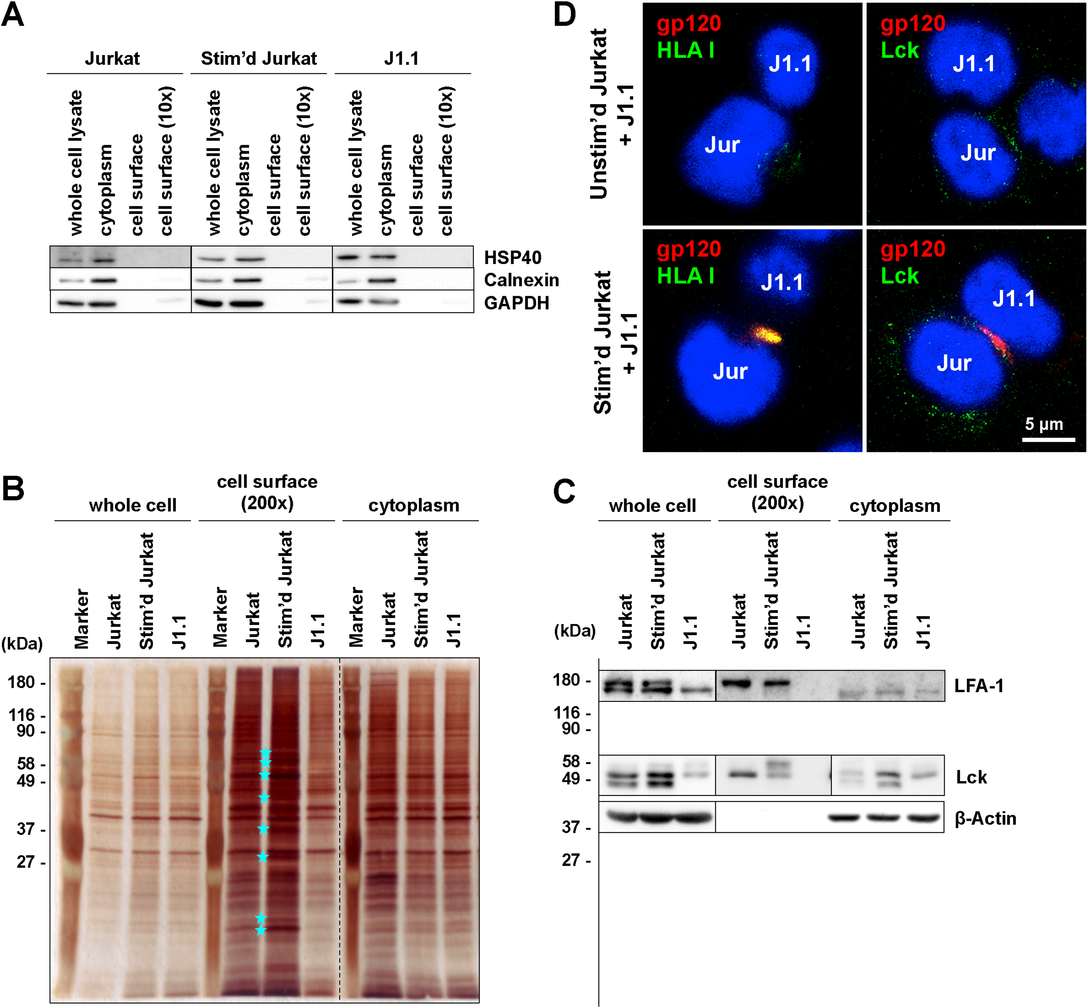 Viruses 12 00417 g006