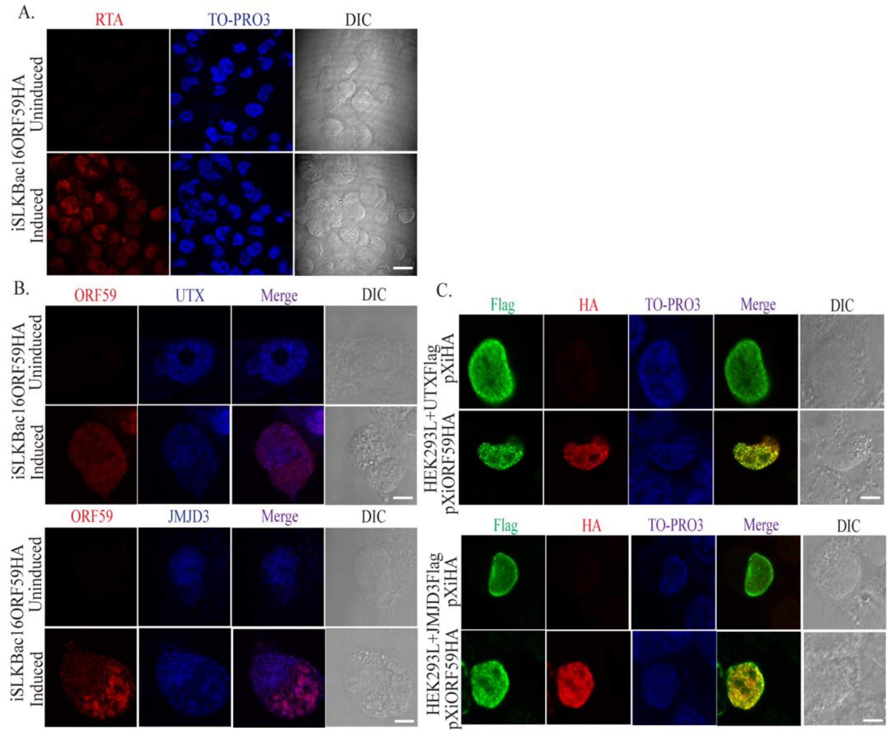 Viruses 12 00420 g002