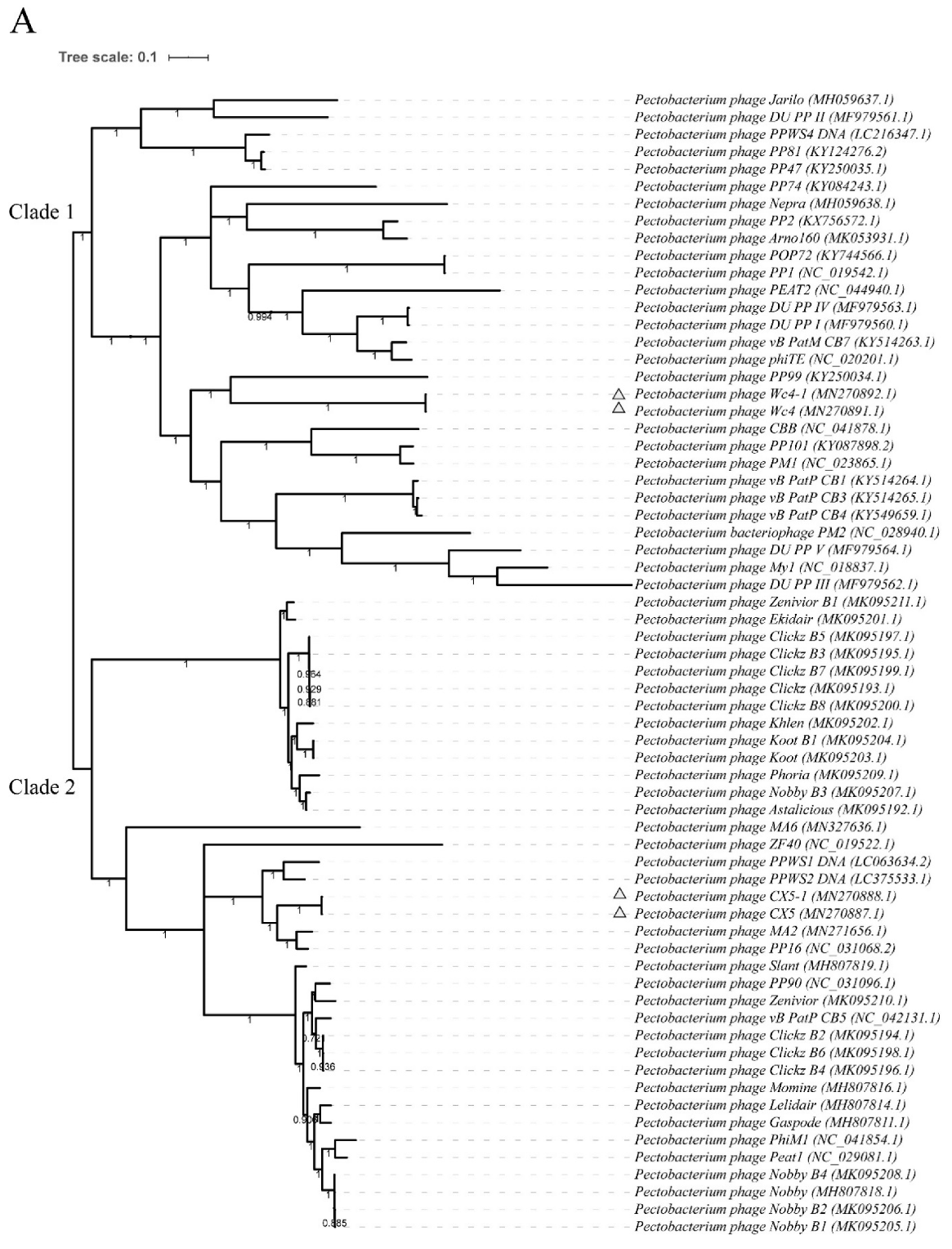 Viruses 12 00423 g003a Viruses 12 00423 g003a