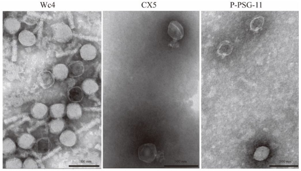 Viruses 12 00423 g004 Viruses 12 00423 g004