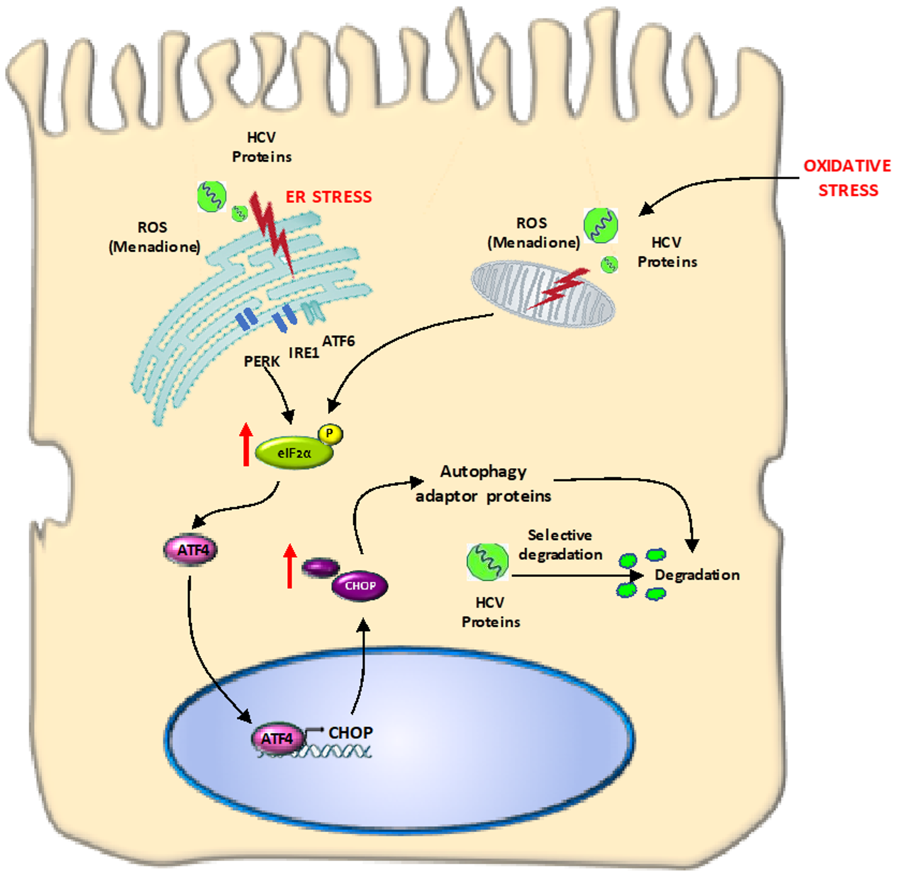 Viruses 12 00425 g009