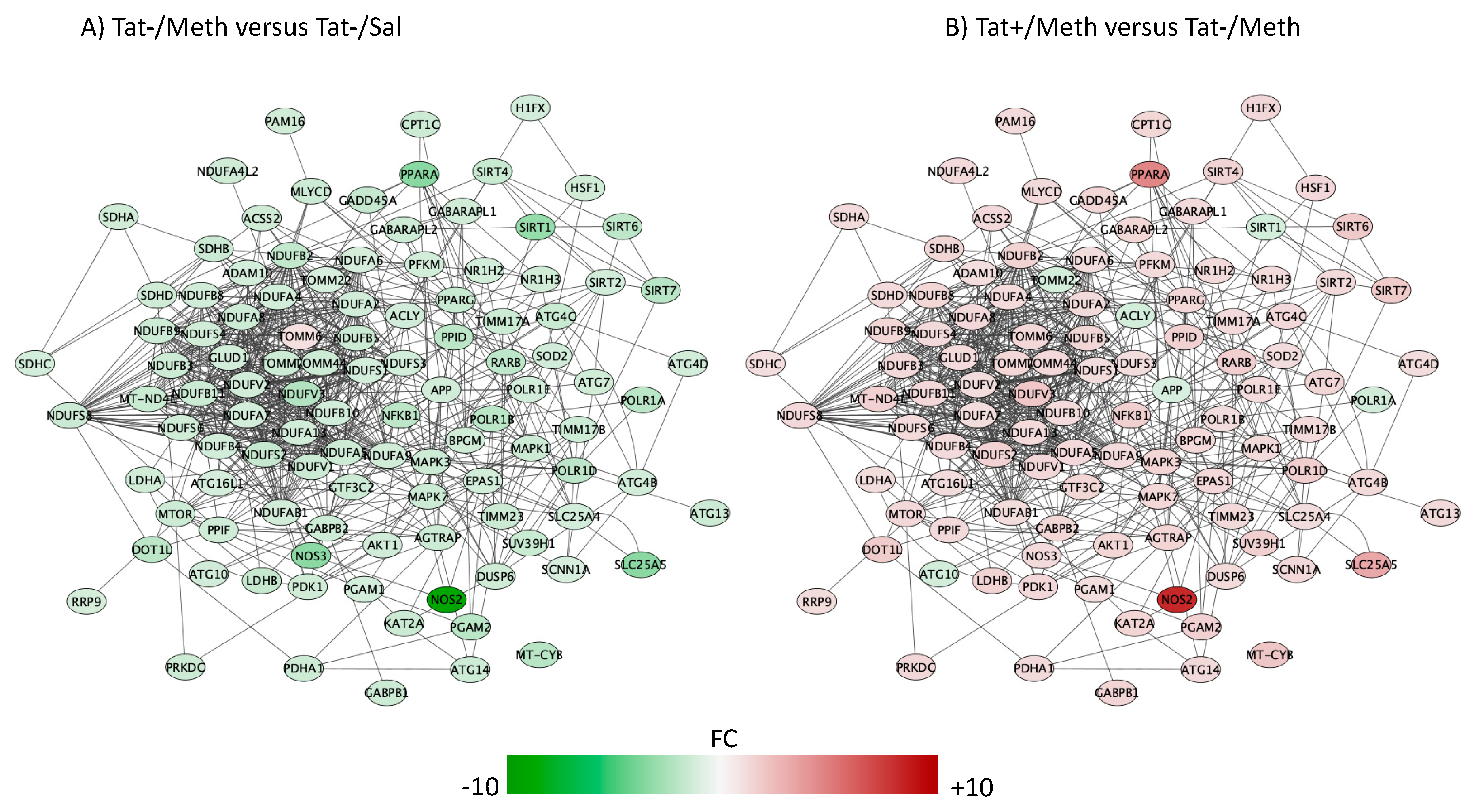 Viruses 12 00426 g007 Viruses 12 00426 g007