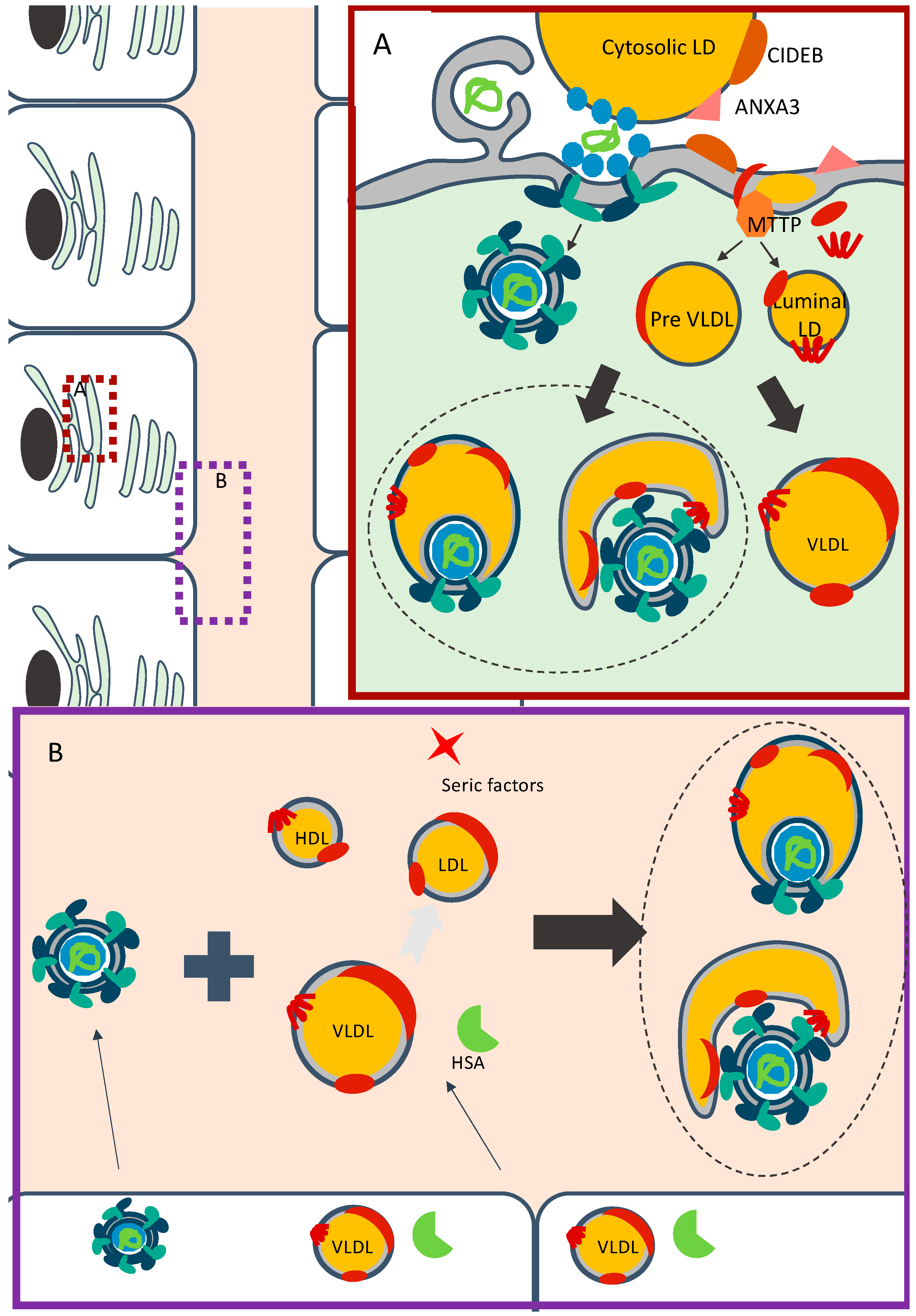 Viruses 12 00434 g003