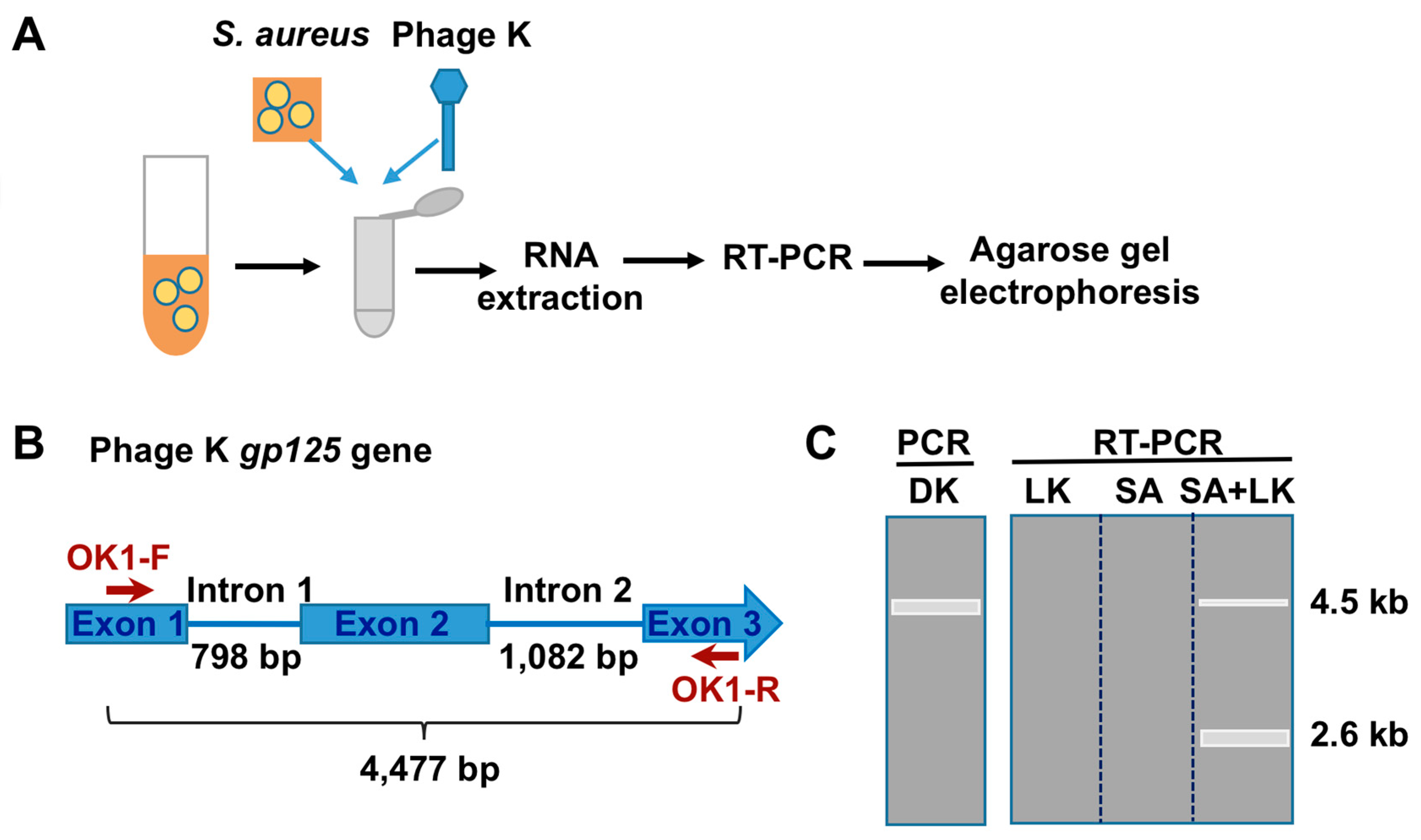 Viruses 12 00435 g001
