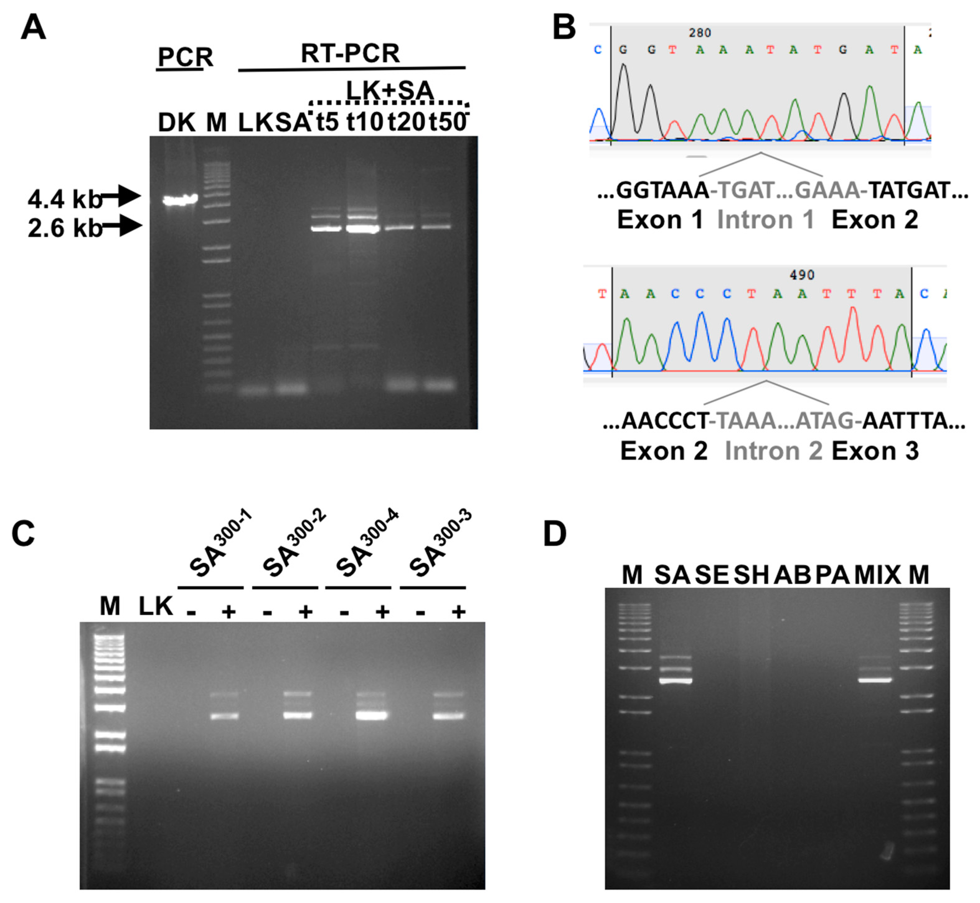 Viruses 12 00435 g002