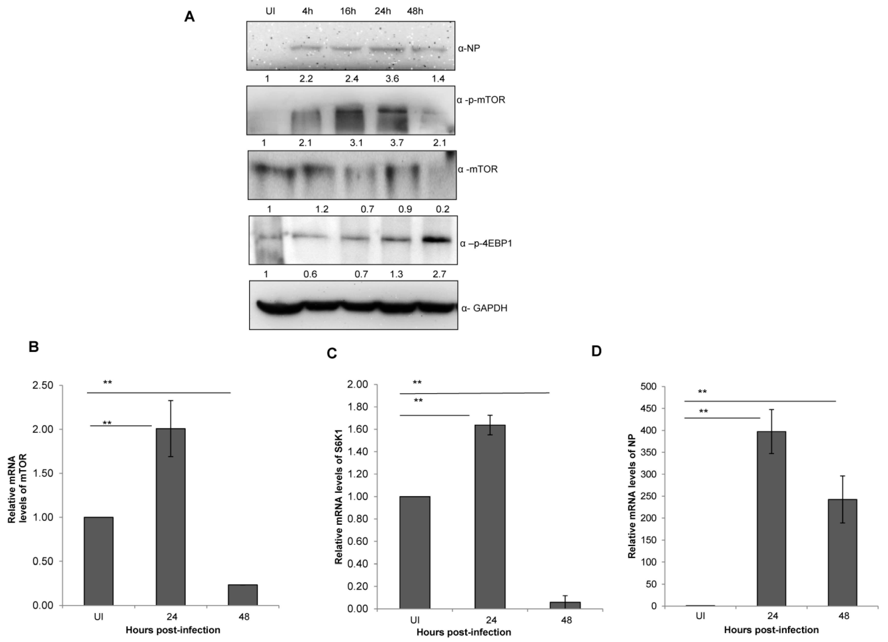 Viruses 12 00444 g002 Viruses 12 00444 g002