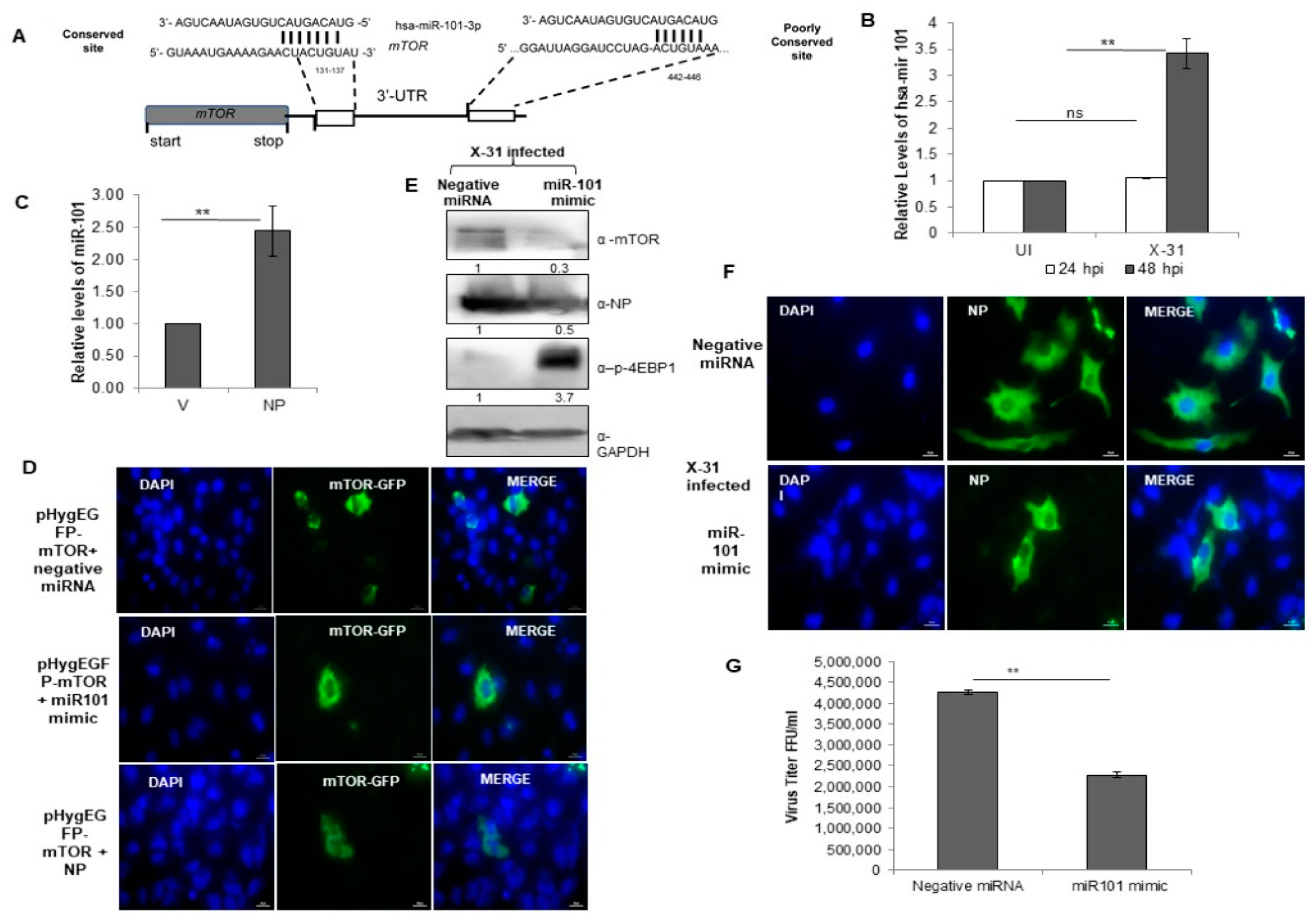 Viruses 12 00444 g006 Viruses 12 00444 g006