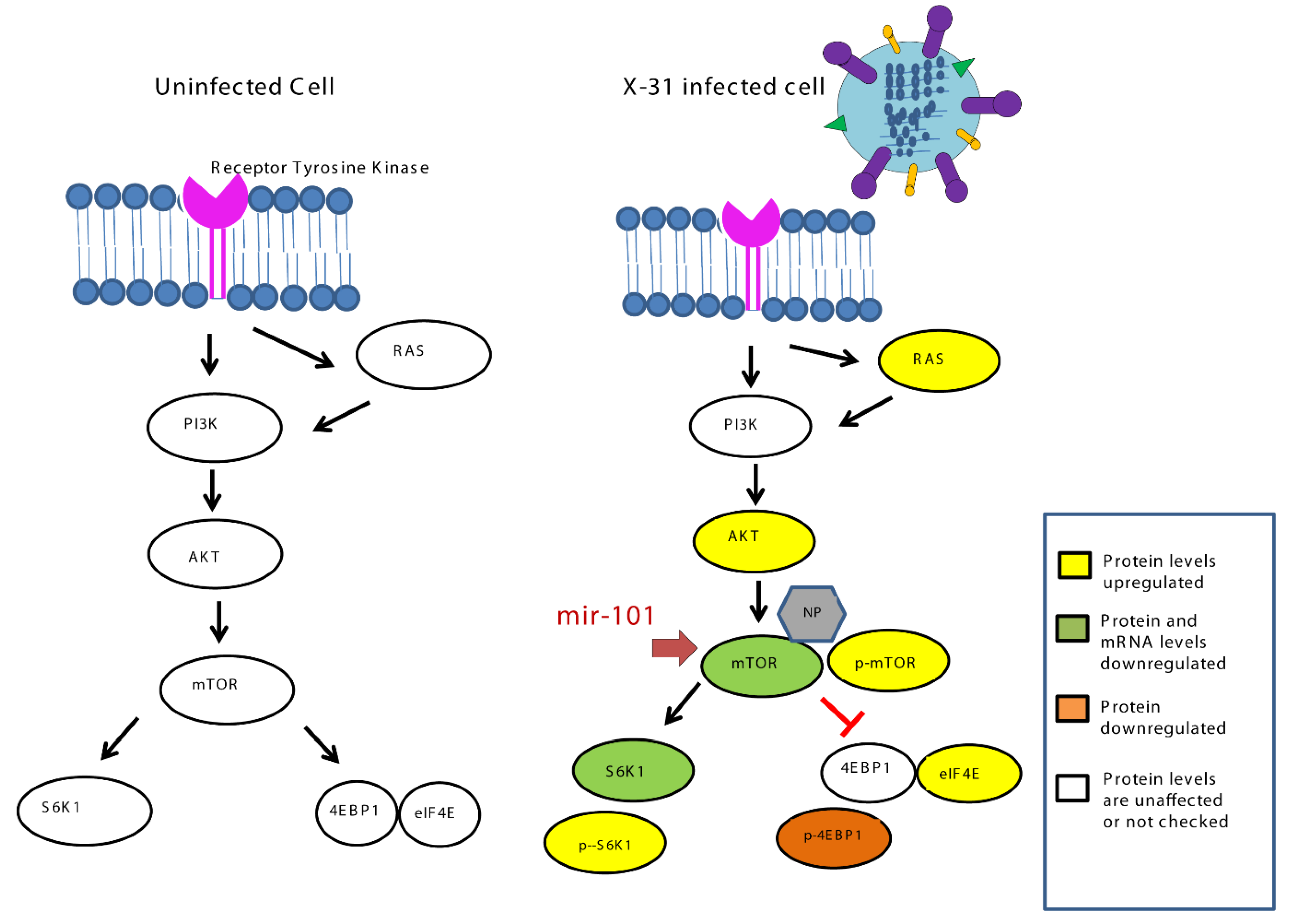 Viruses 12 00444 g008 Viruses 12 00444 g008