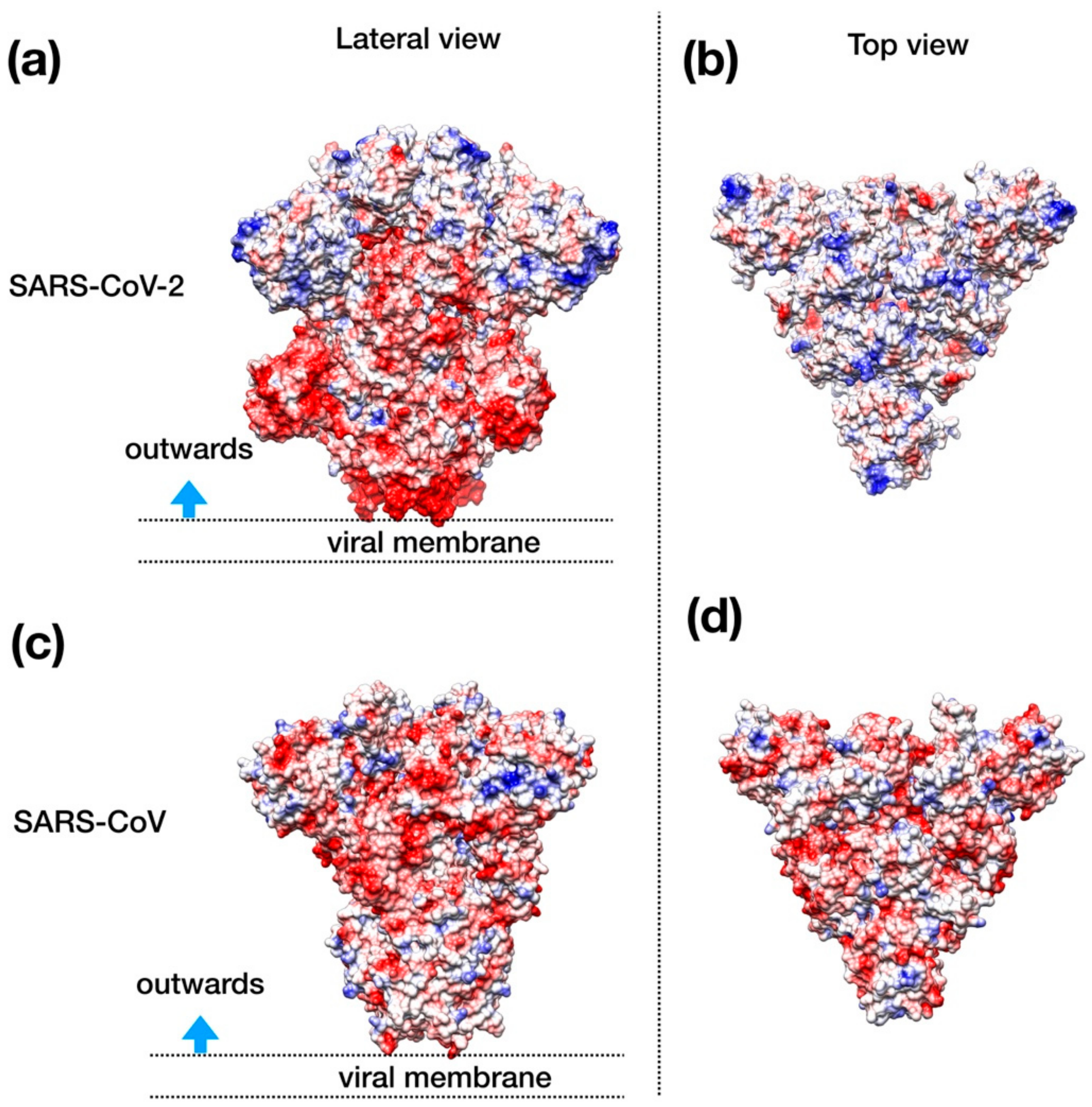 Viruses 12 00445 g004
