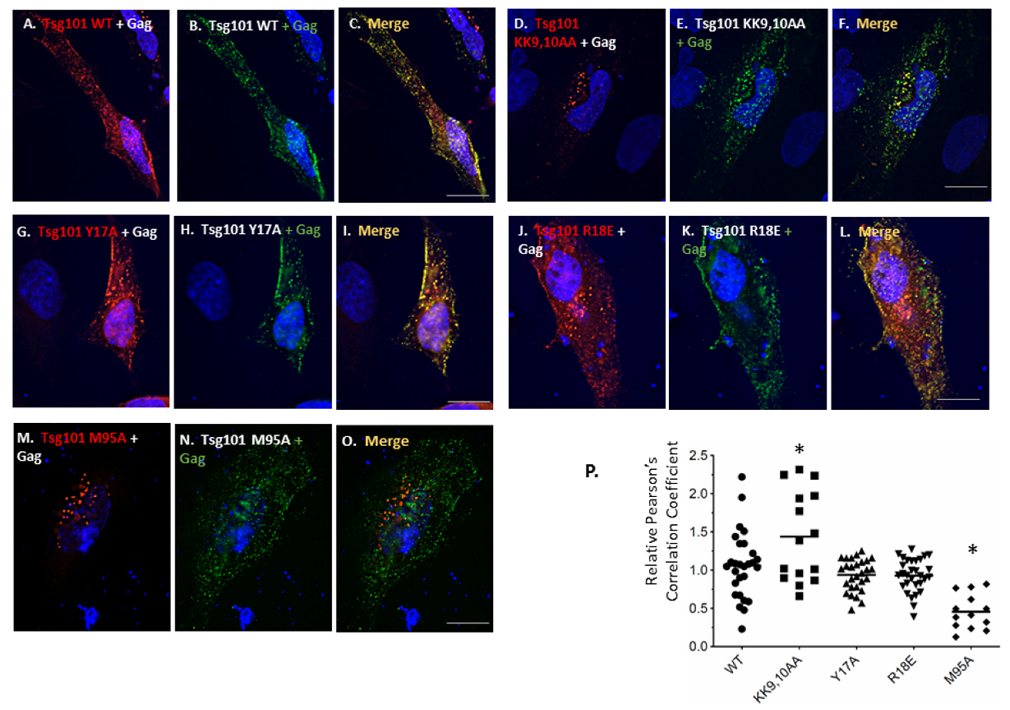 Viruses 12 00447 g007