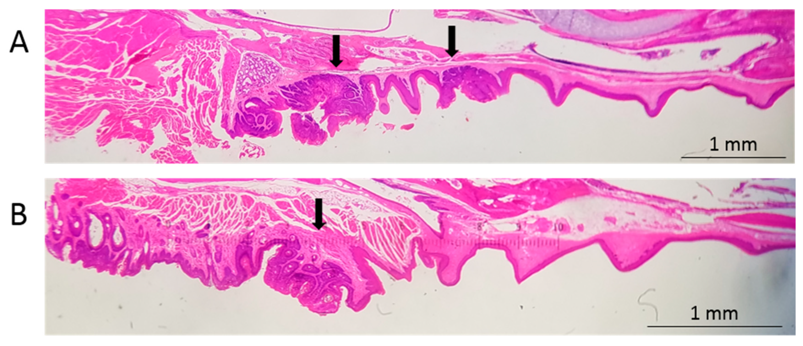 Viruses 12 00450 g002 Viruses 12 00450 g002