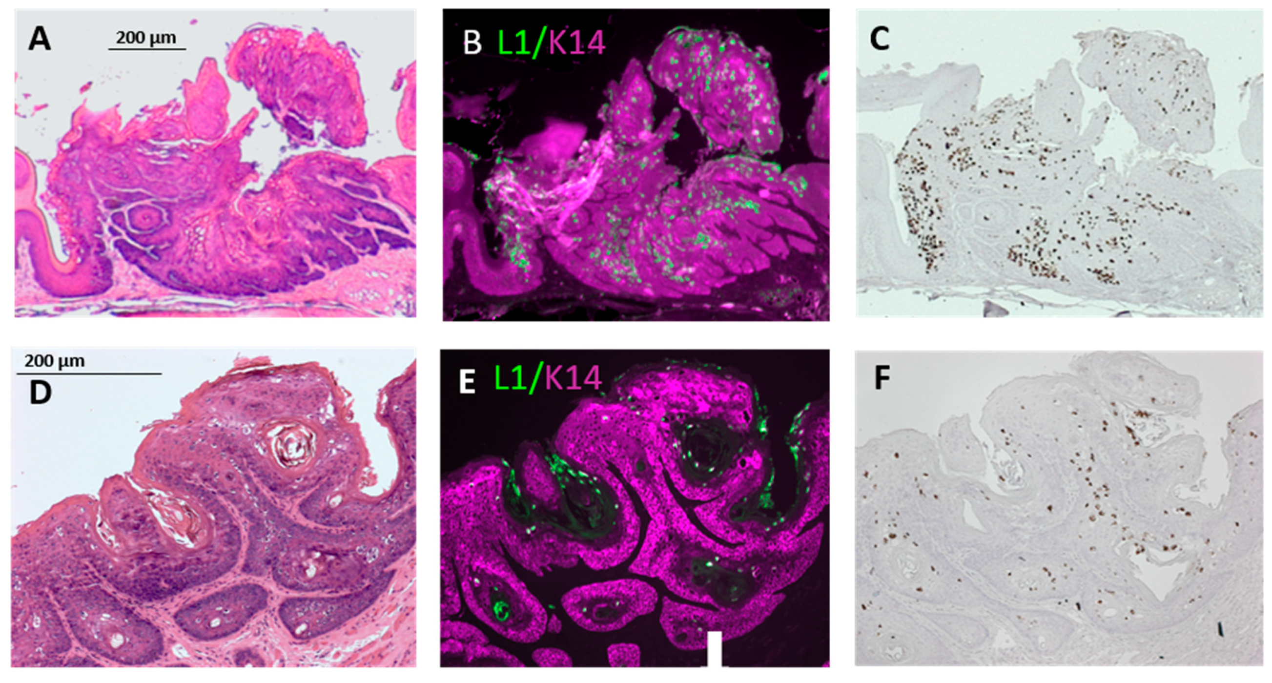 Viruses 12 00450 g003 Viruses 12 00450 g003