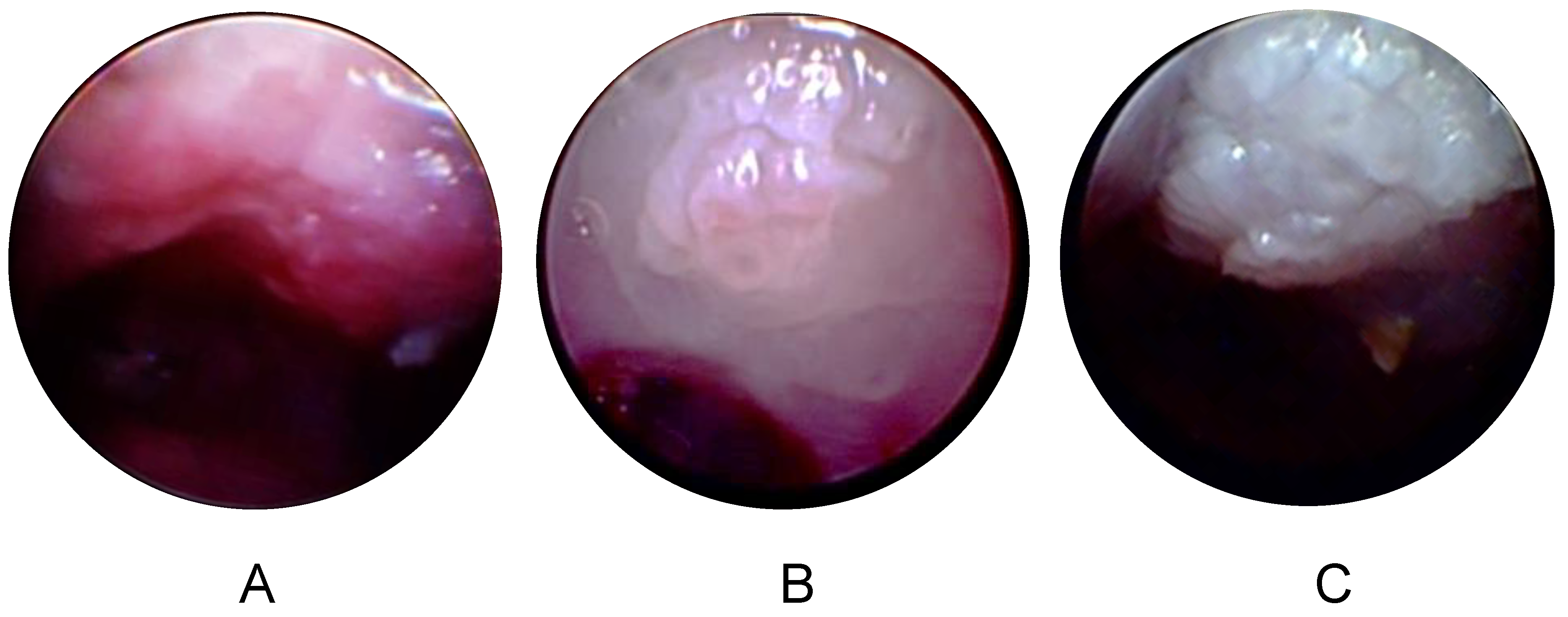 Viruses 12 00450 g005 Viruses 12 00450 g005