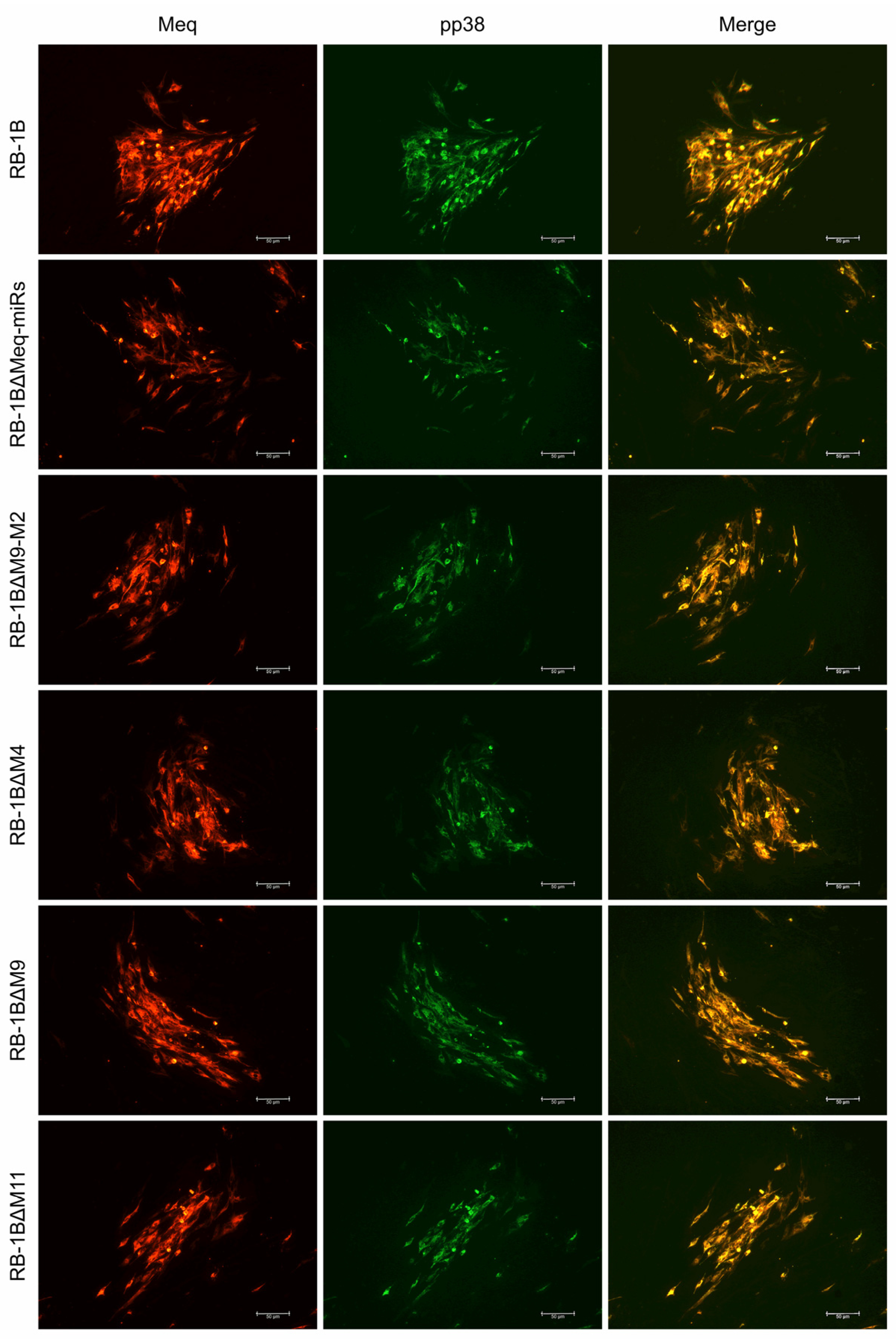 Viruses 12 00466 g004 Viruses 12 00466 g004