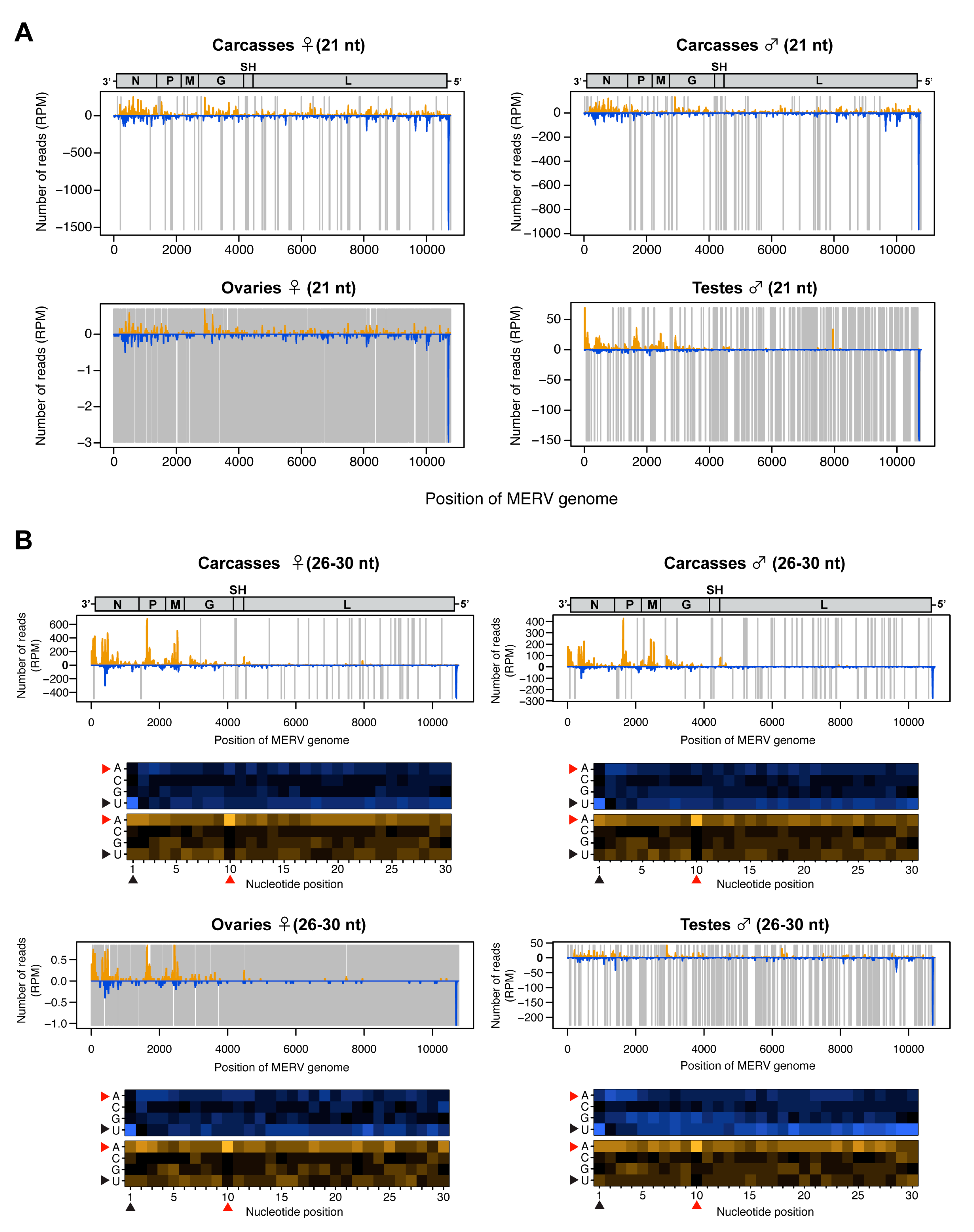Viruses 12 00468 g005 Viruses 12 00468 g005