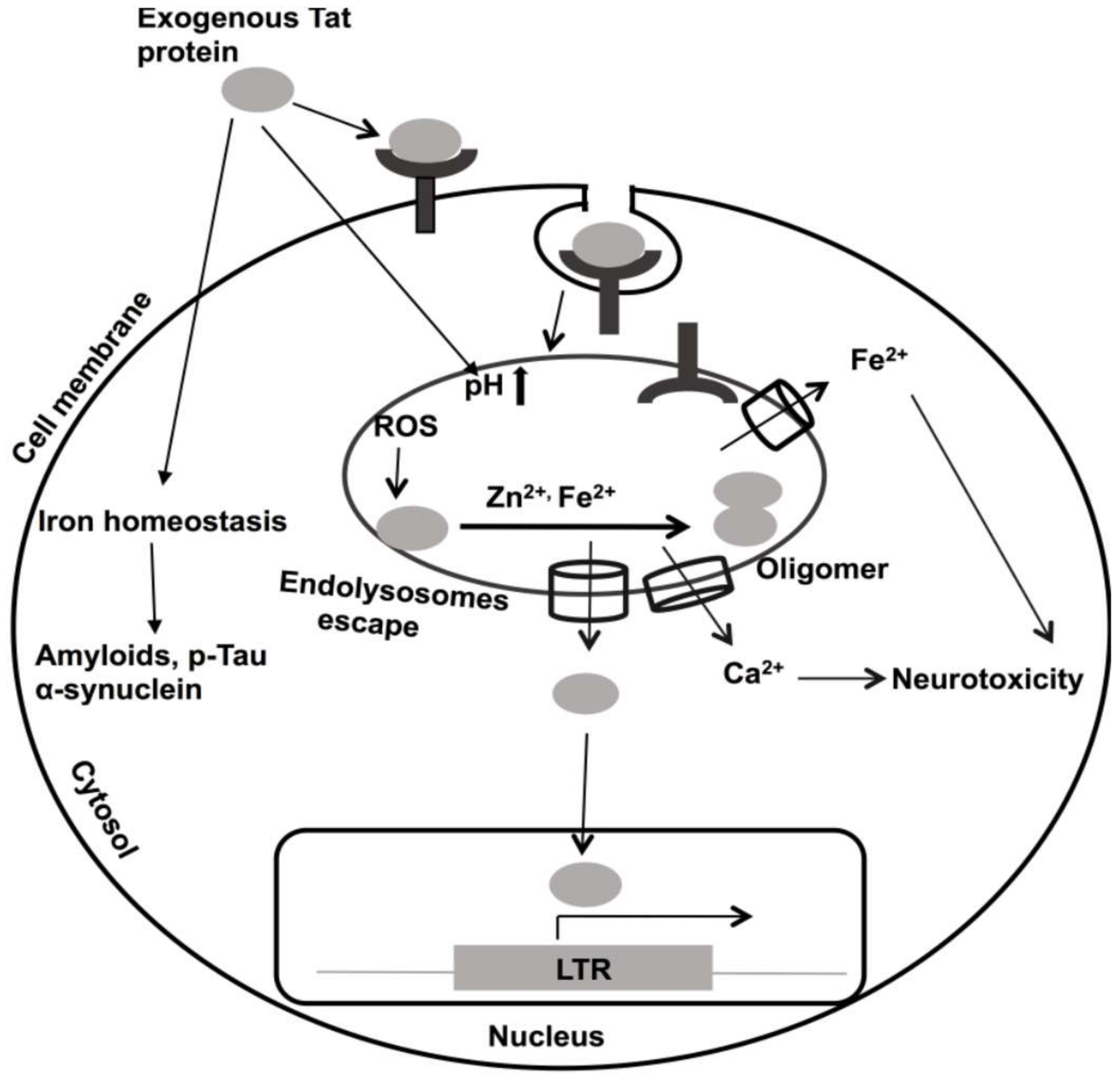 Viruses 12 00471 g002