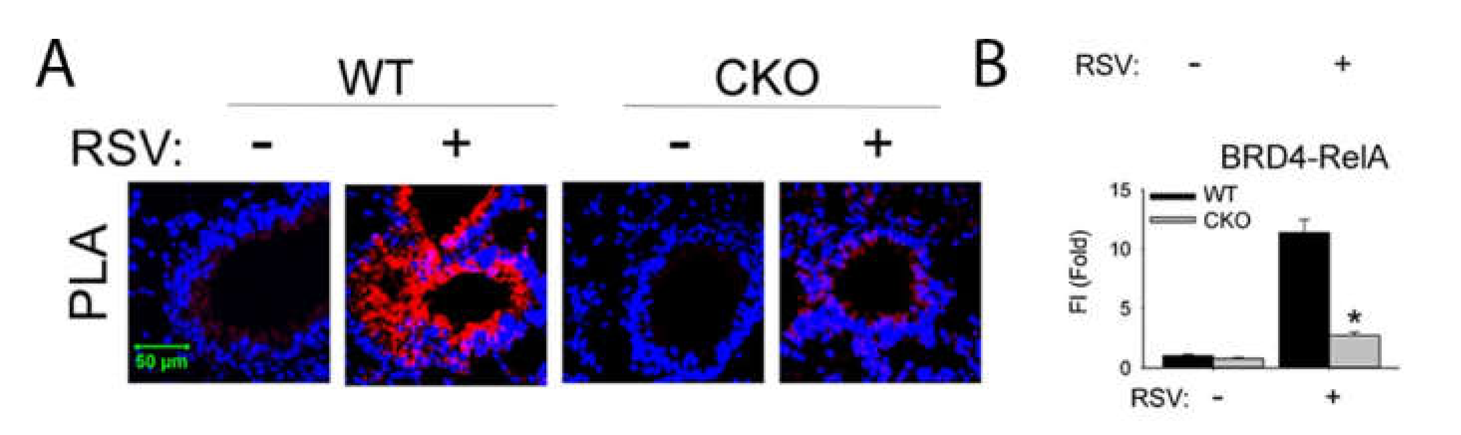 Viruses 12 00472 g006
