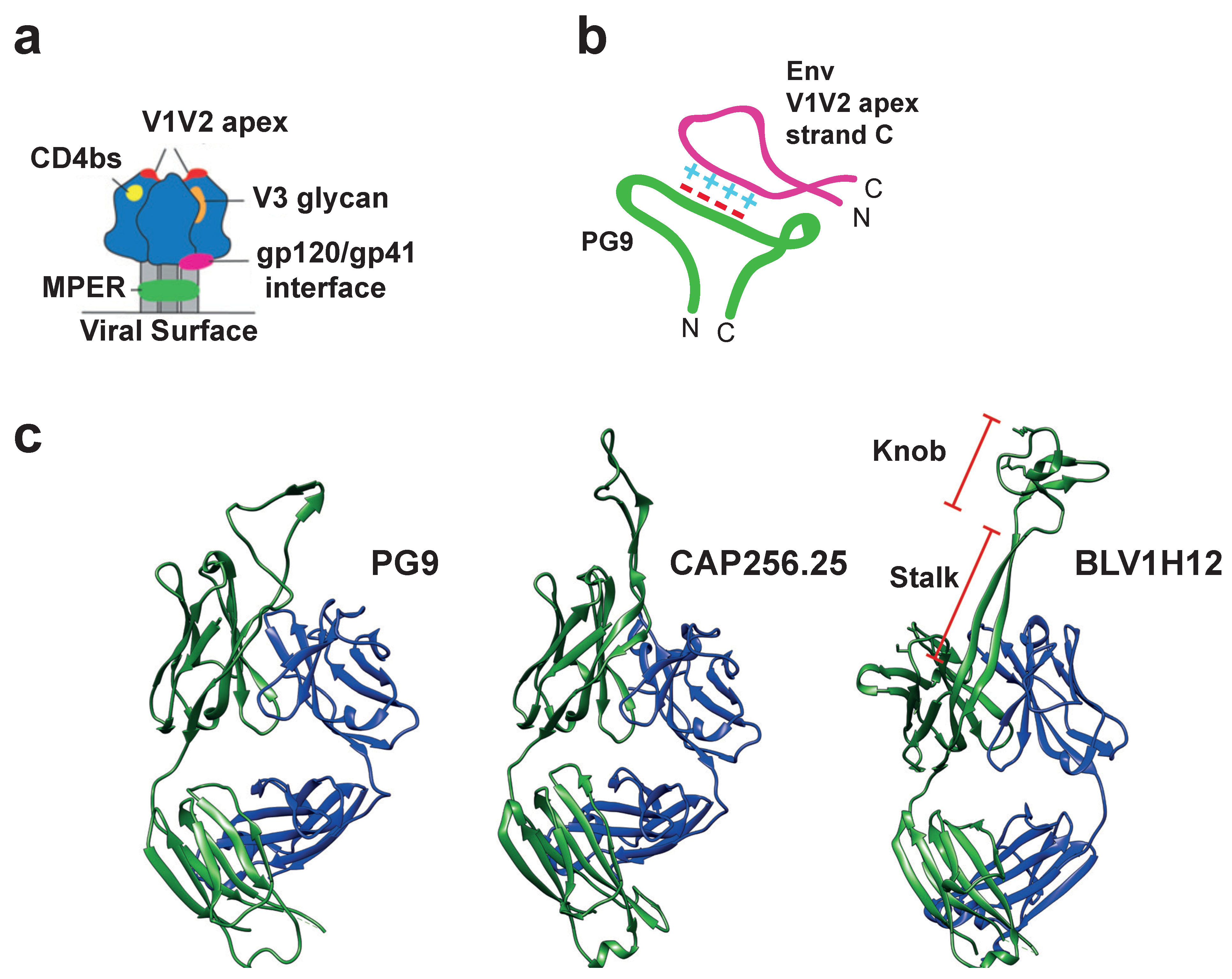Viruses 12 00473 g004 Viruses 12 00473 g004
