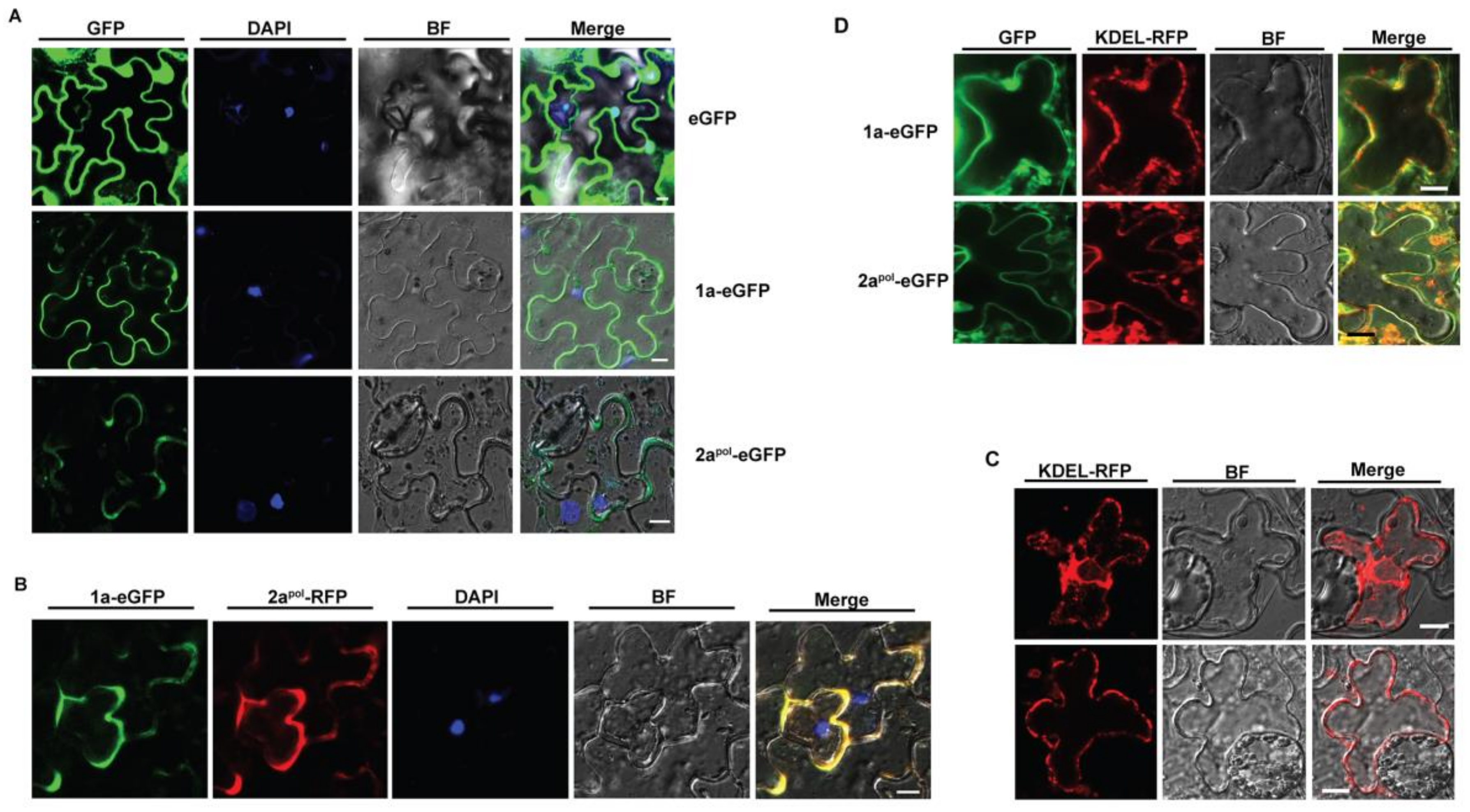 Viruses 12 00474 g002 Viruses 12 00474 g002