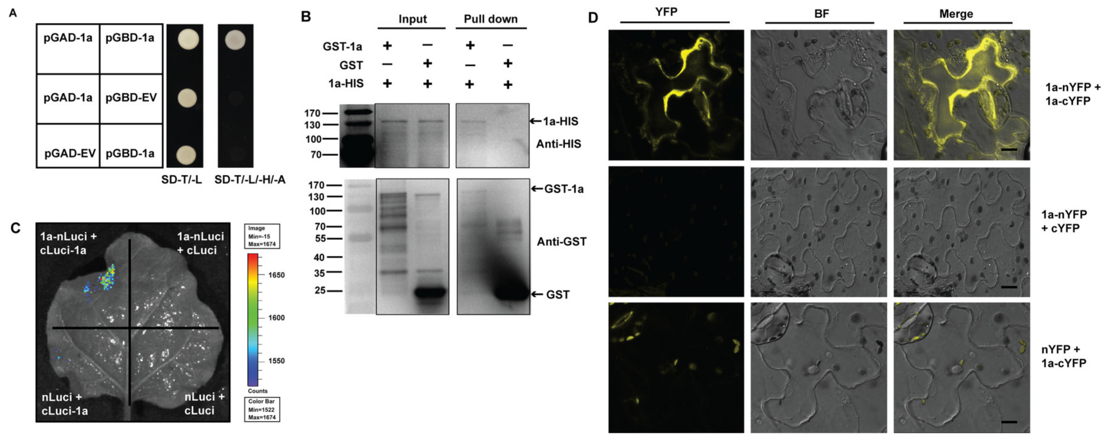 Viruses 12 00474 g003 Viruses 12 00474 g003