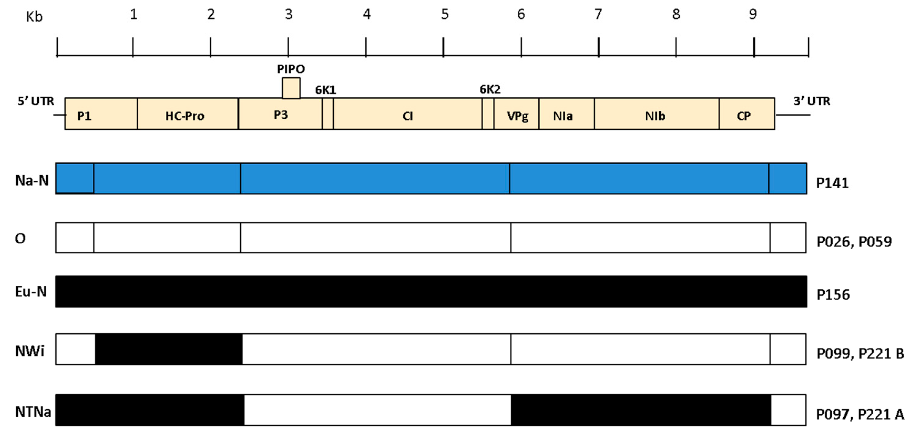 Viruses 12 00478 g004 Viruses 12 00478 g004
