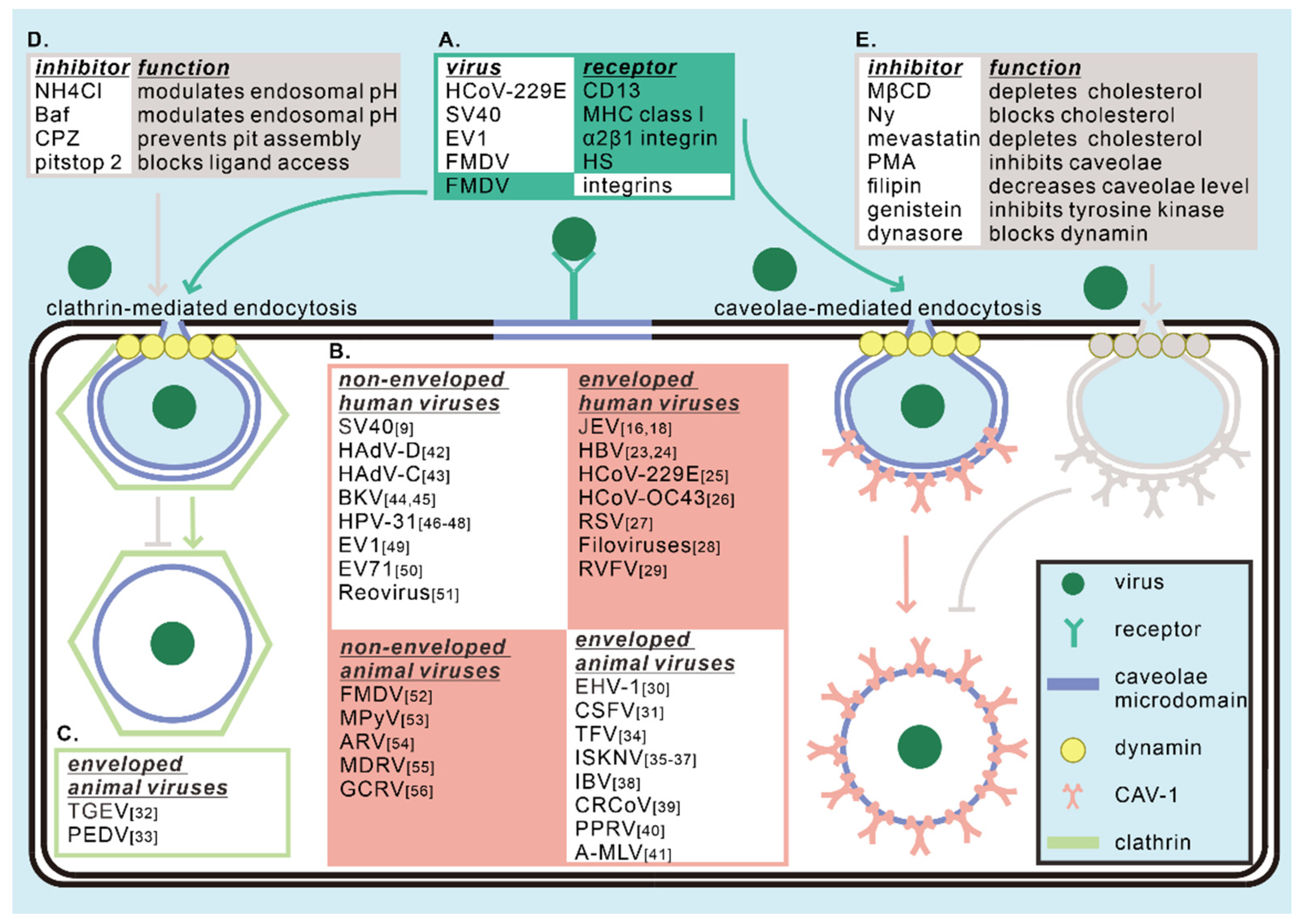 Viruses 12 00487 g001