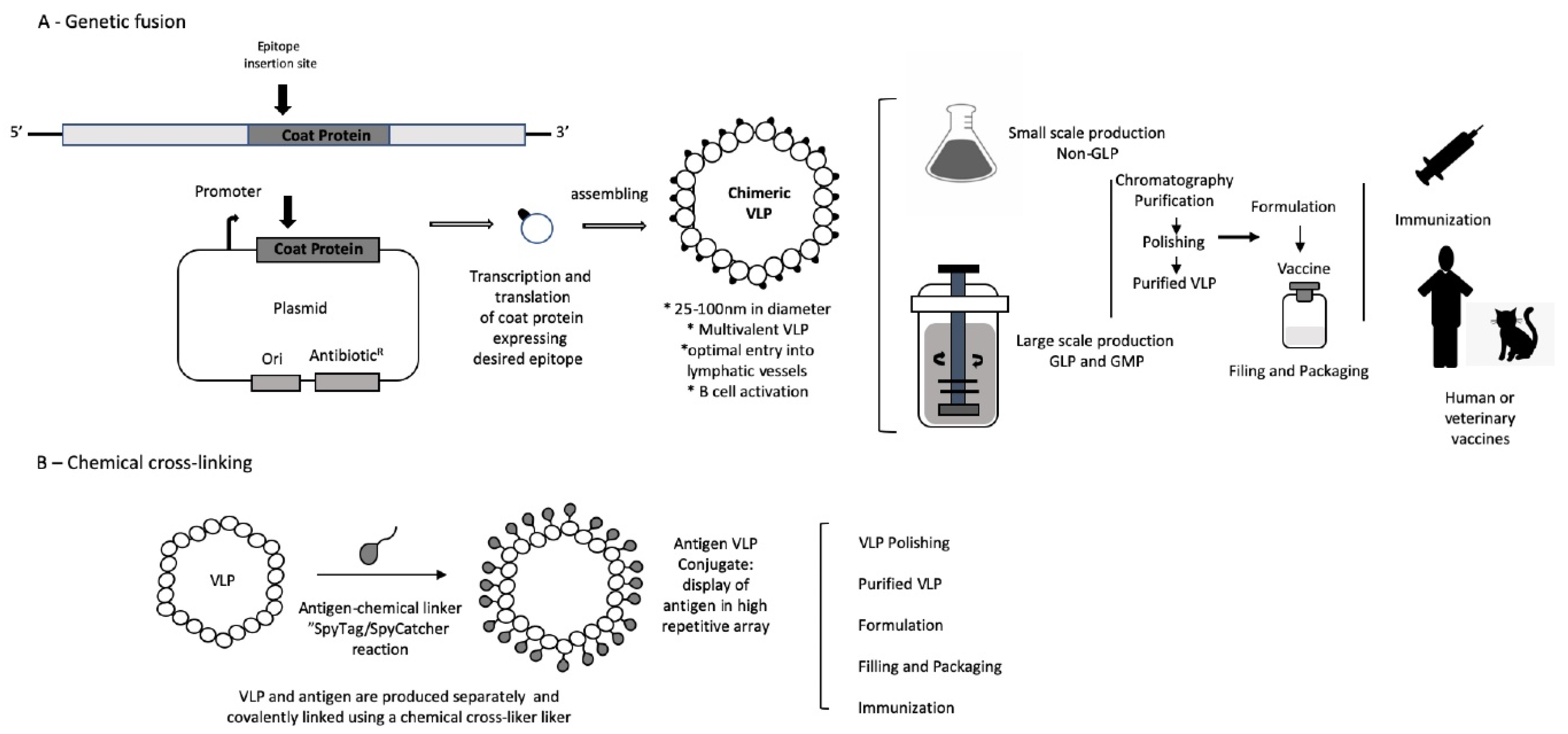 Viruses Free FullText VirusLike Particles as an Immunogenic