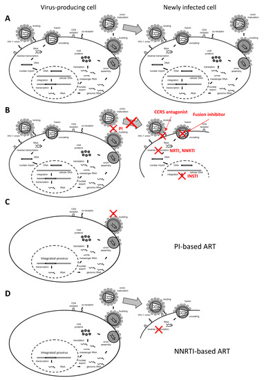 Defining total-body AIDS-virus burden with implications for