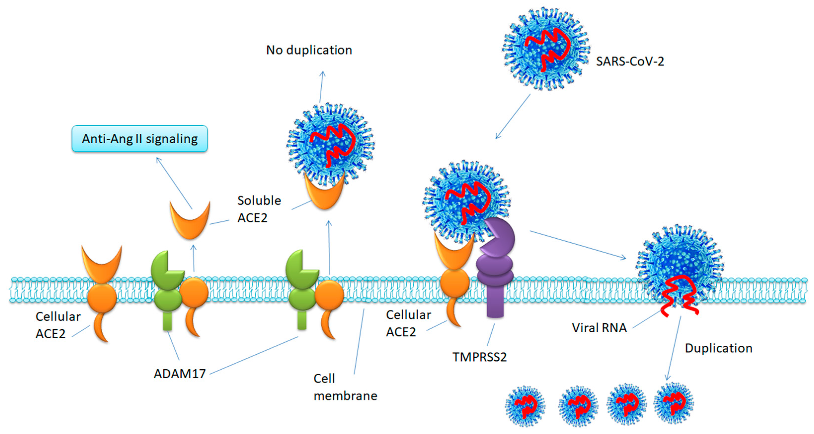 Волны коронавируса в мире. Механизм проникновения SARS-cov-2 в клетки. Ace 2 Рецептор коронавирус. Коронавирус строение Covid 19. Ace2 and Covid-19.