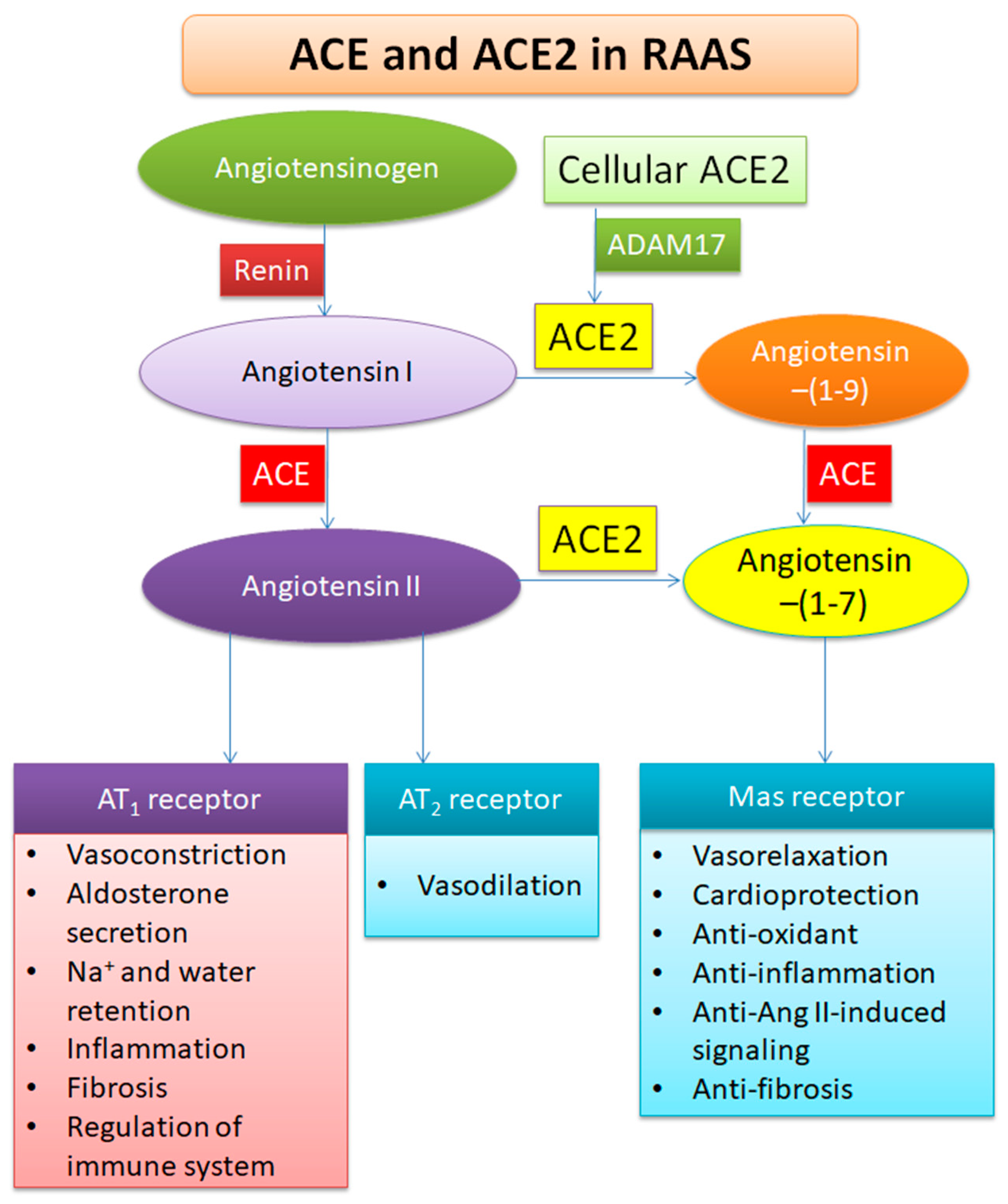 Viruses Free Full Text ACE2 The key Molecule for