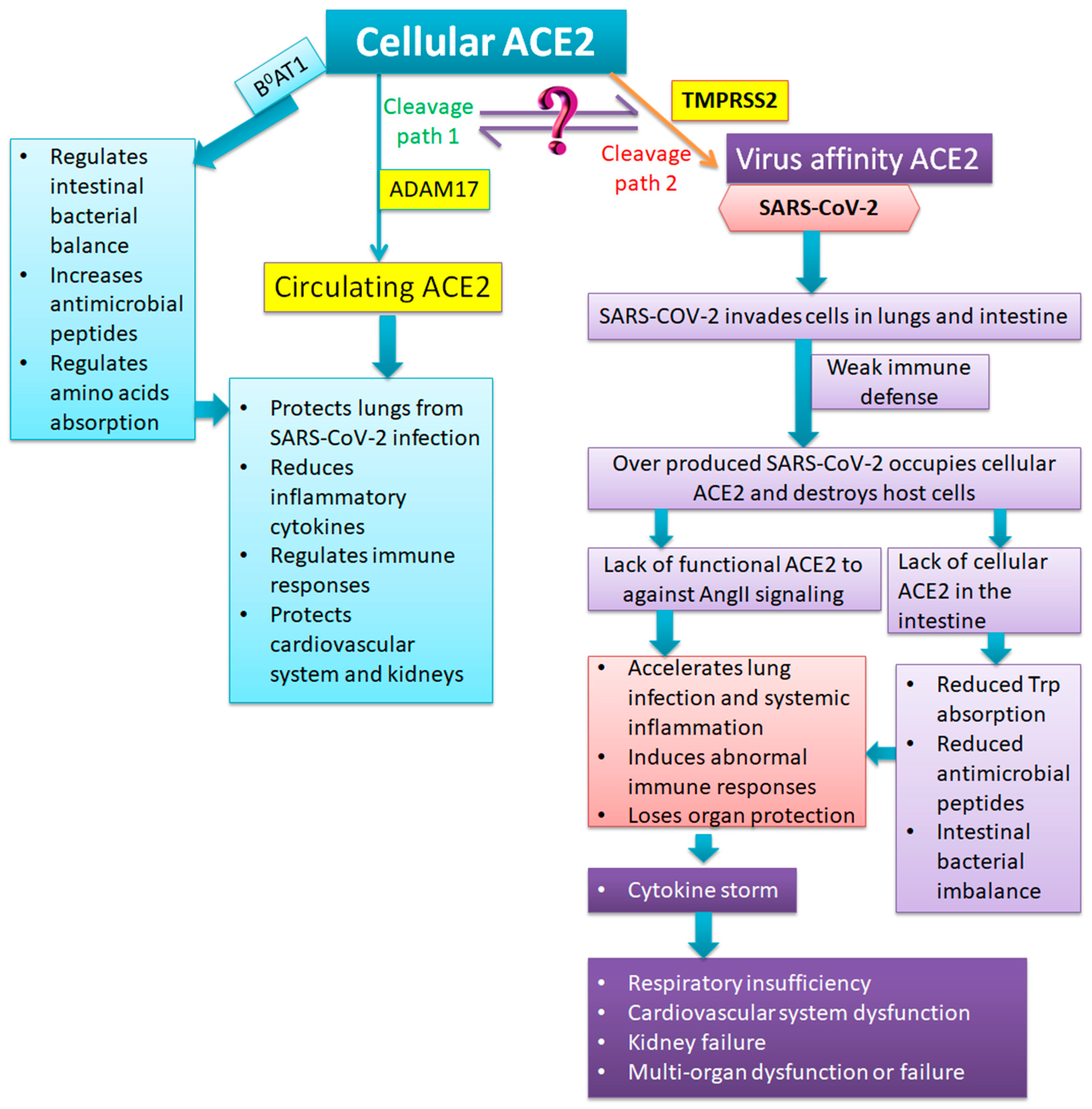 Viruses 12 00491 g003