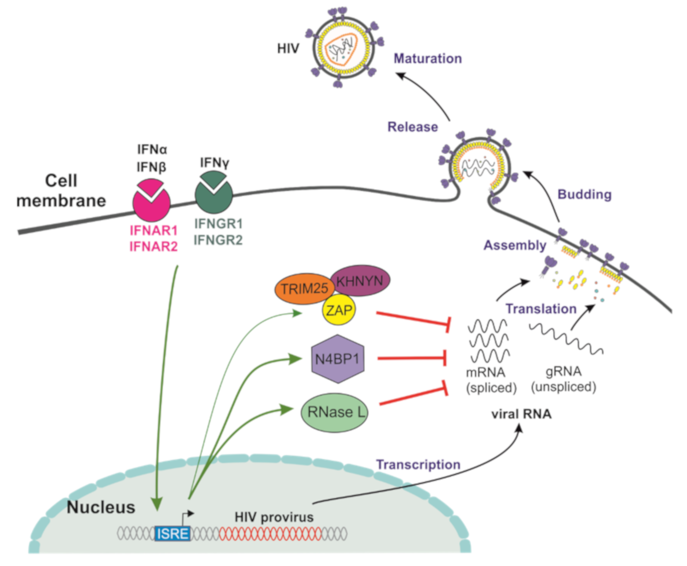 Mean Plasma Viral RNA. Serpentis virus перевод. Human immunodeficiency virus 1