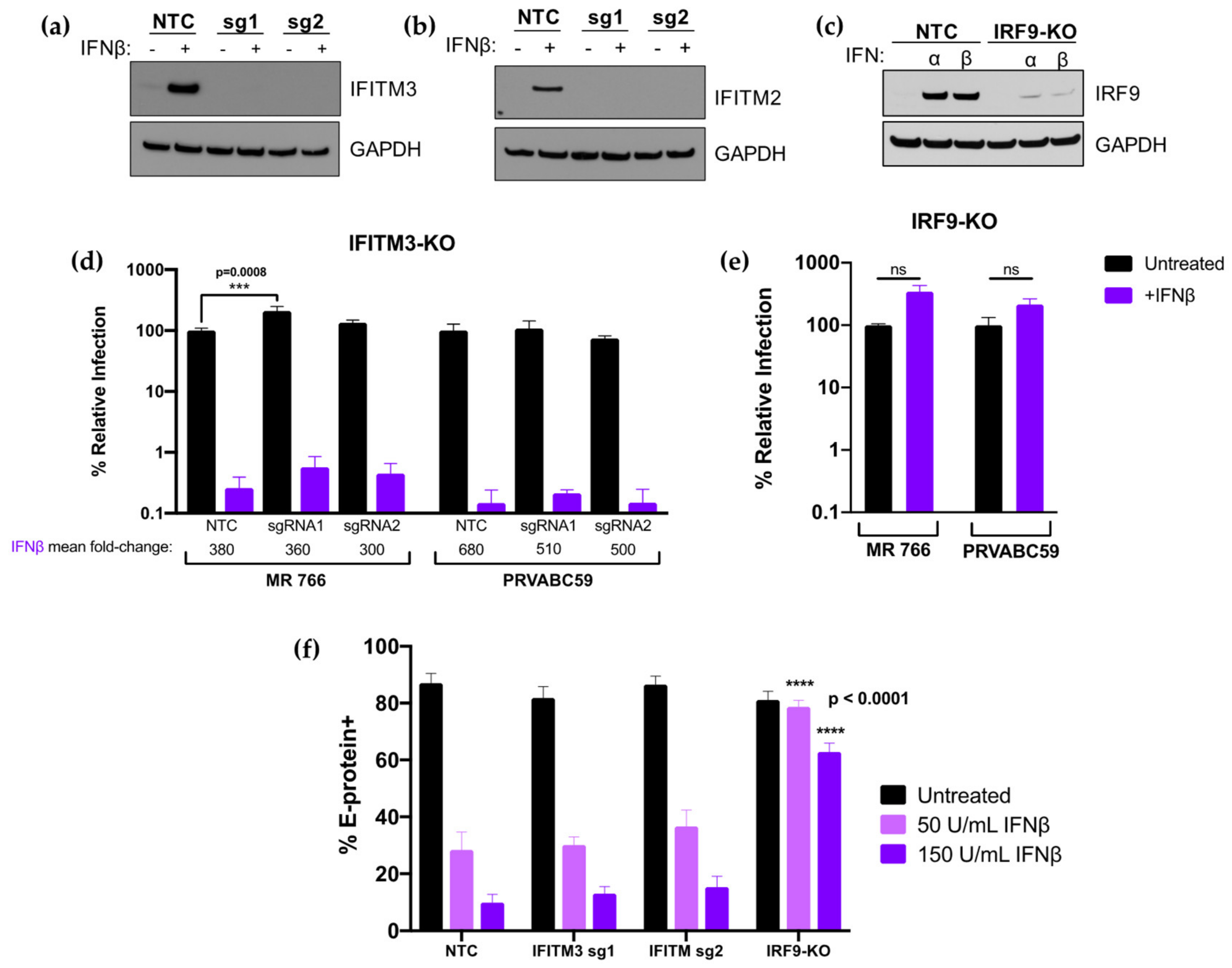 Viruses 12 00503 g007 Viruses 12 00503 g007