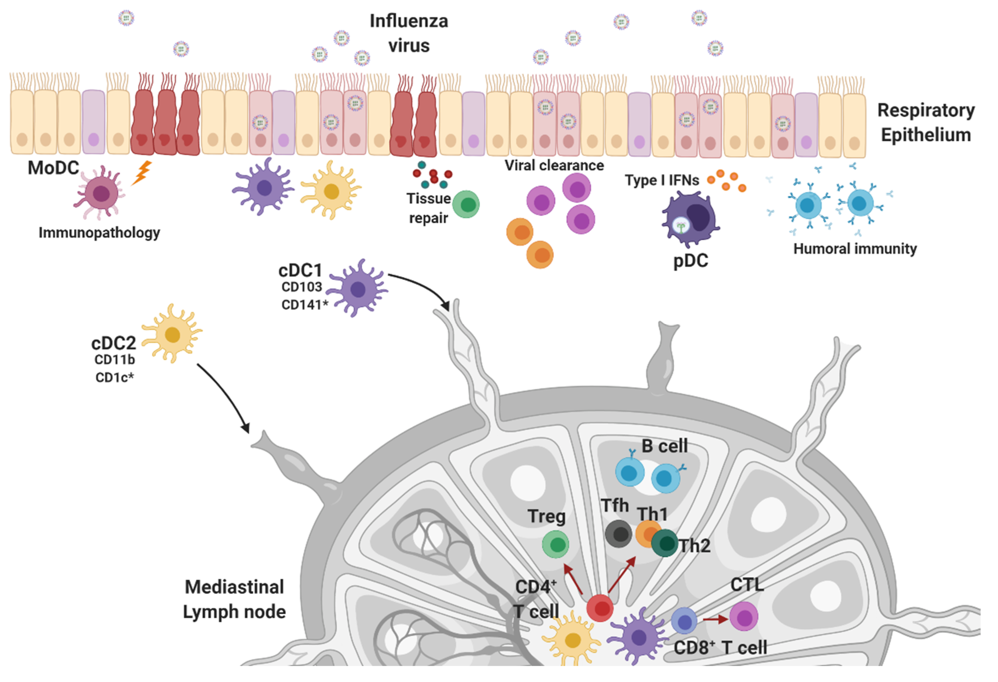 Viruses 12 00504 g003
