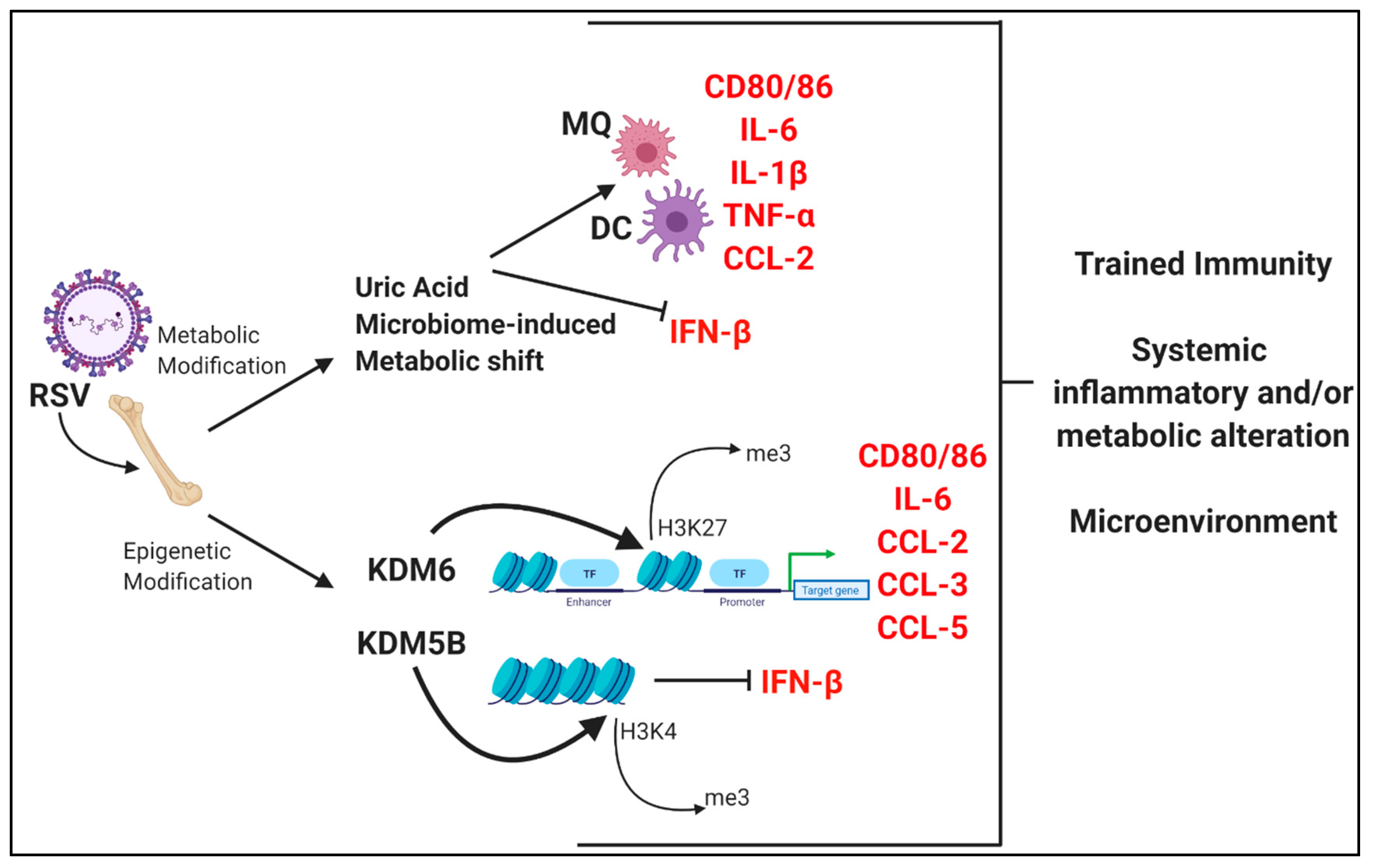 Viruses 12 00505 g002