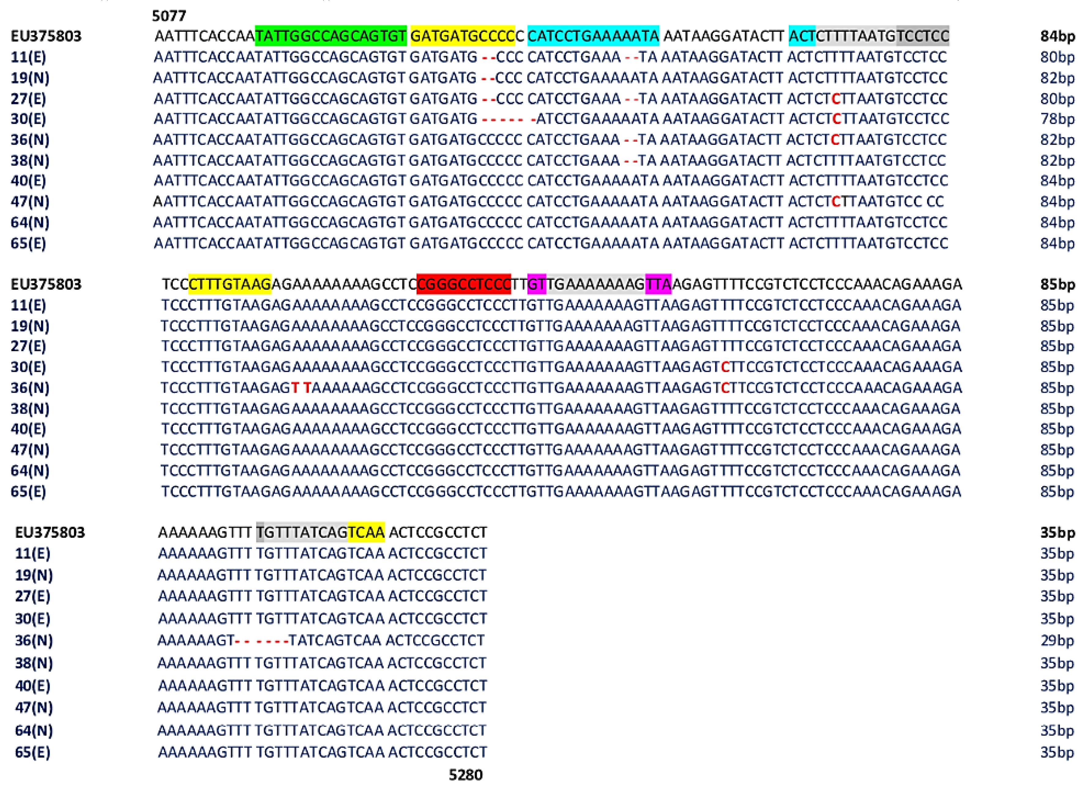 Viruses 12 00507 g002