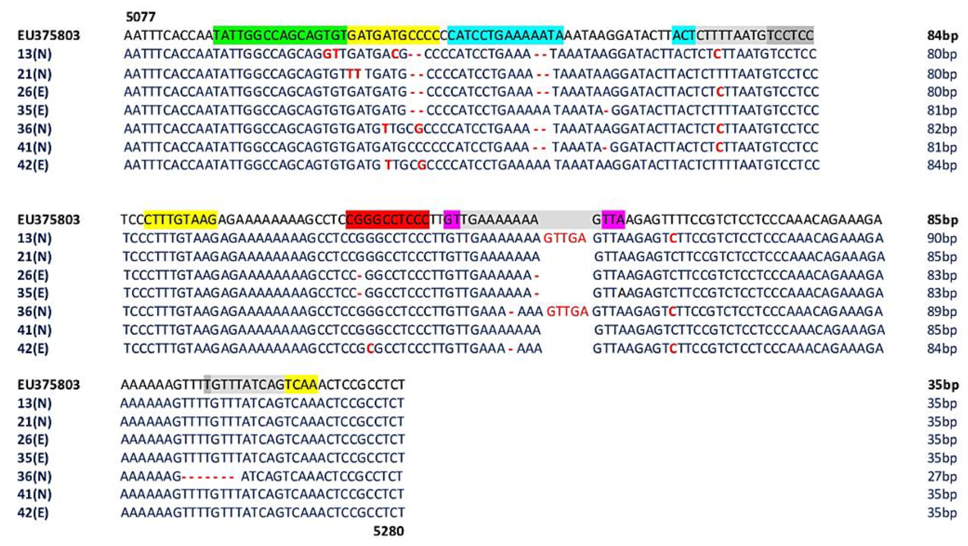 Viruses 12 00507 g003