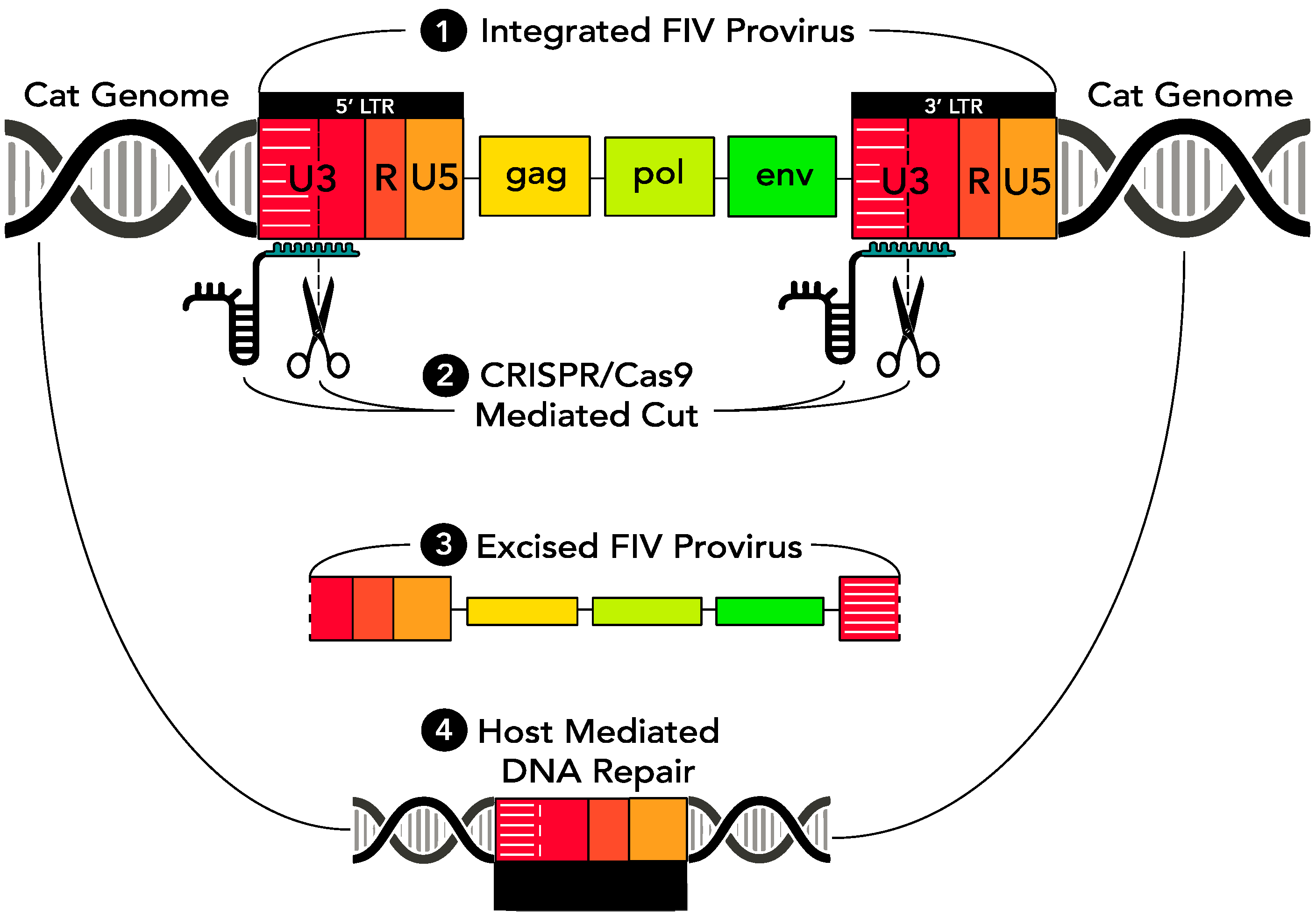 Viruses 12 00511 g001
